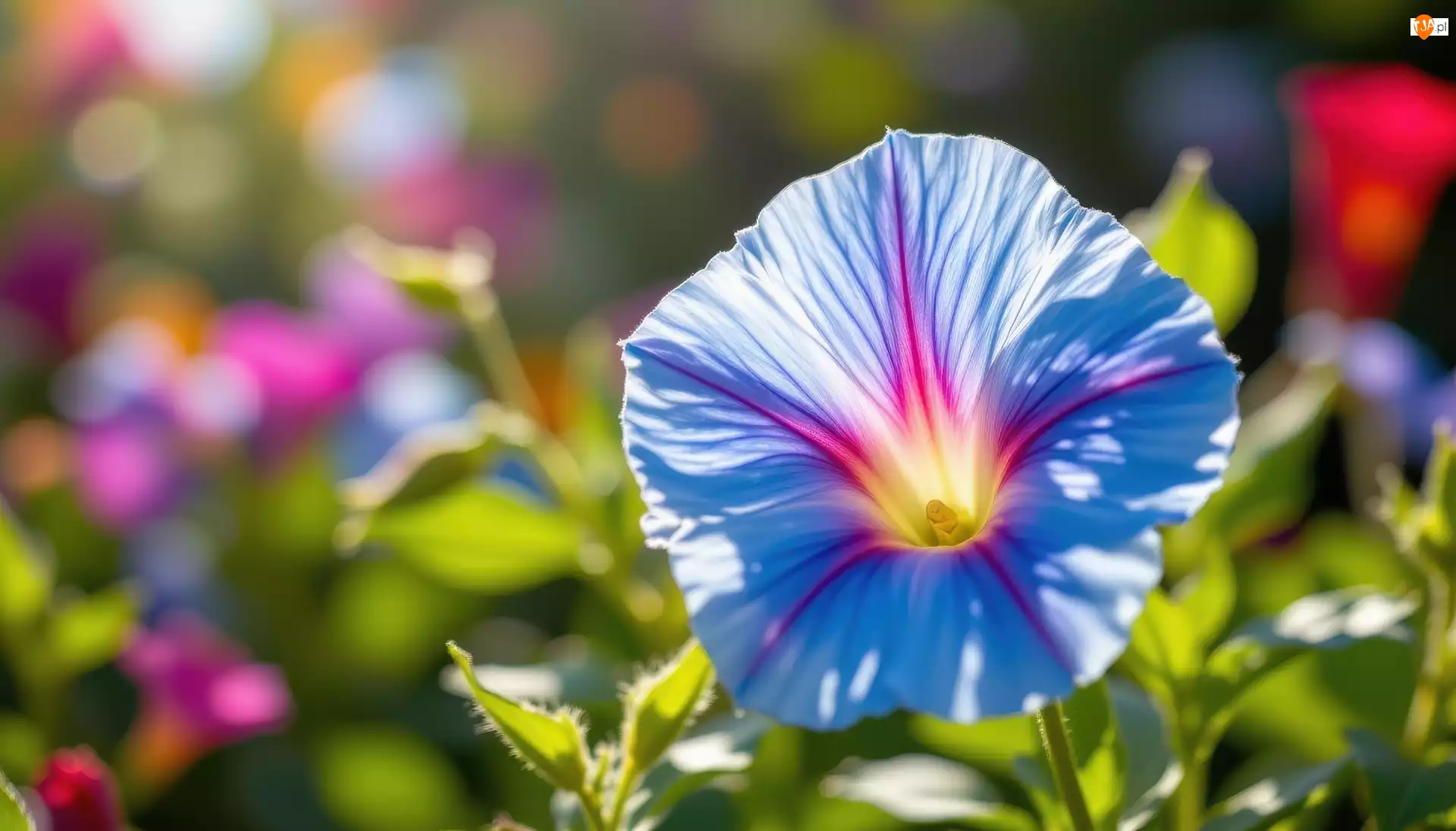 Powój, Niebiesko-różowy, Kwiat