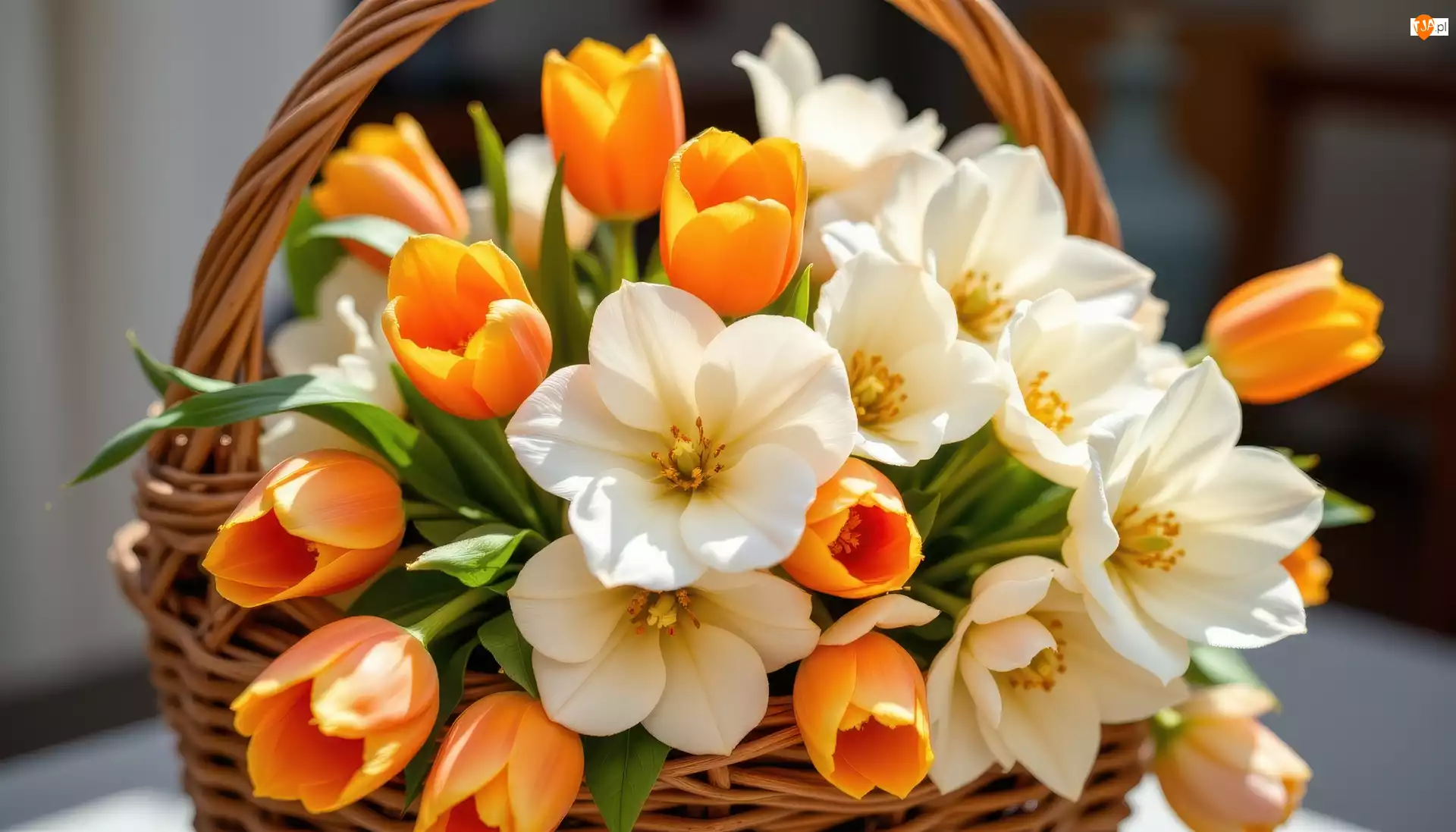 Pomarańczowe, Tulipany, Koszyk, Kwiaty, Wiklinowy, Kamelie, Kremowe