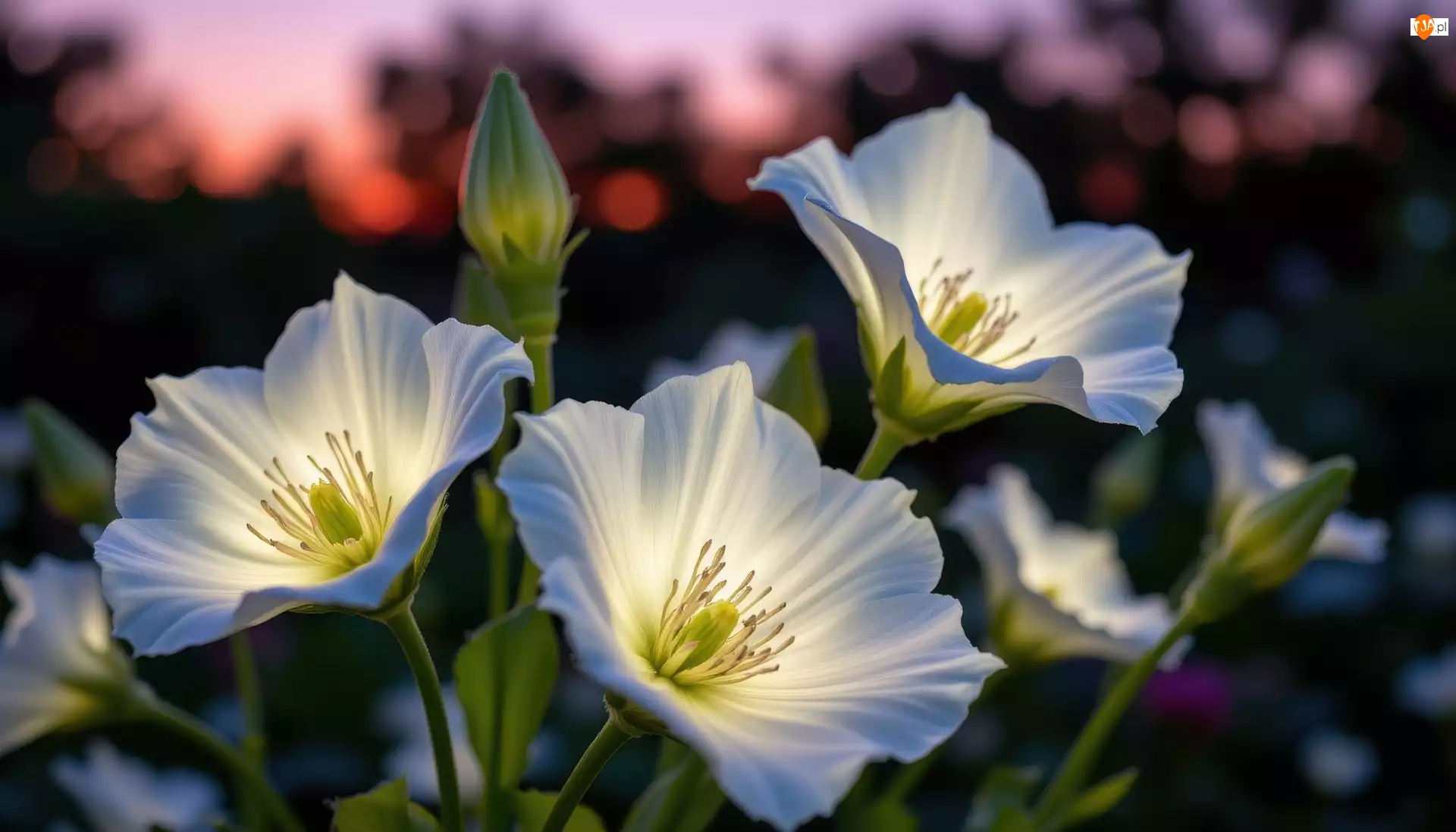 Kwiaty, Trzy, Białe, Rozświetlone