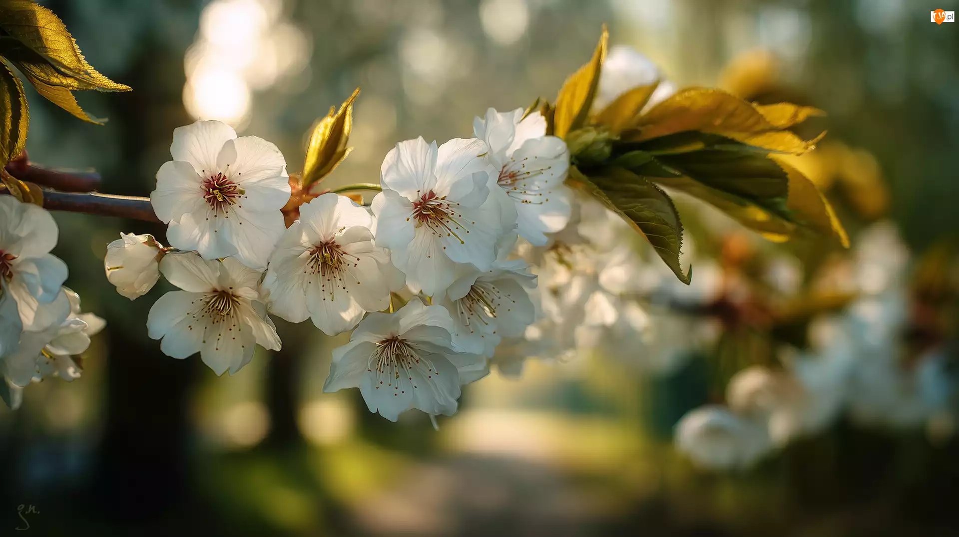 Grafika AI, Białe, Kwiaty, Drzewo owocowe