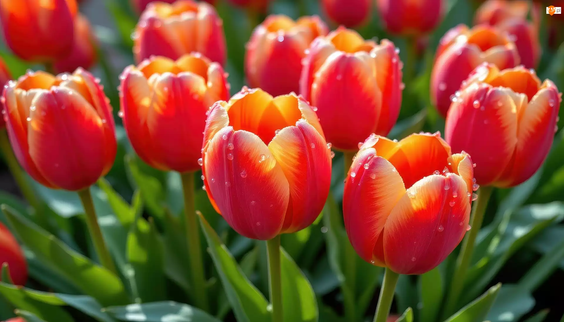 Czerwone, Tulipany, Krople, Zbliżenie, Kwiaty, Listki