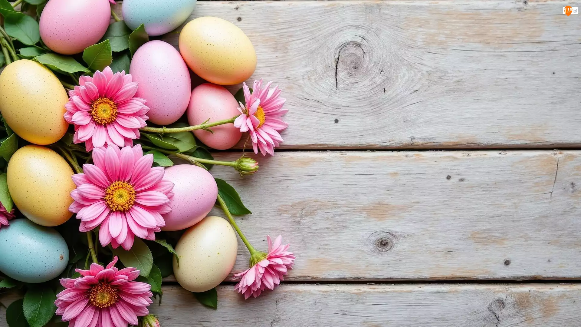 Kolorowe, Pisanki, Deski, Wielkanoc, Gerbery, Różowe, Kwiaty
