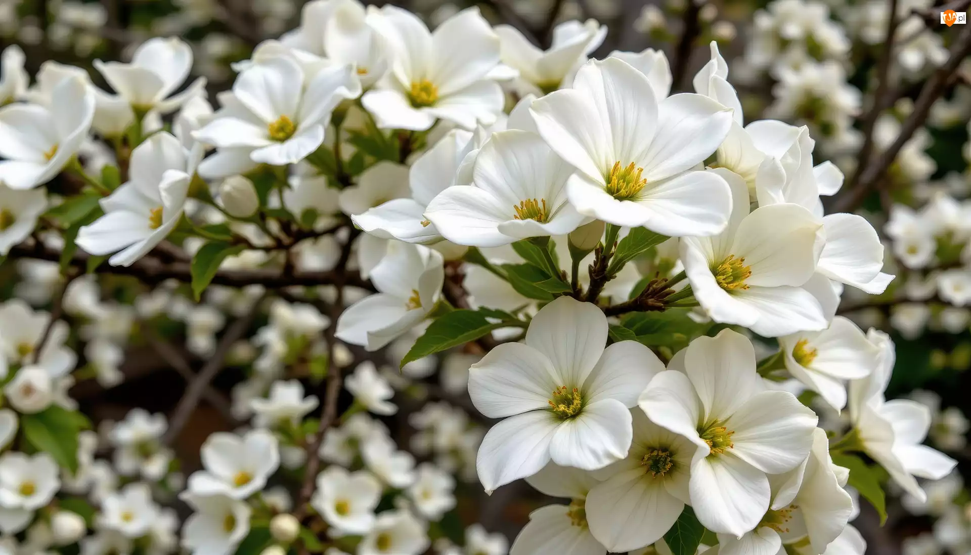 Rozkwitnięte, Gałązki, Białe, Krzew, Kwiaty