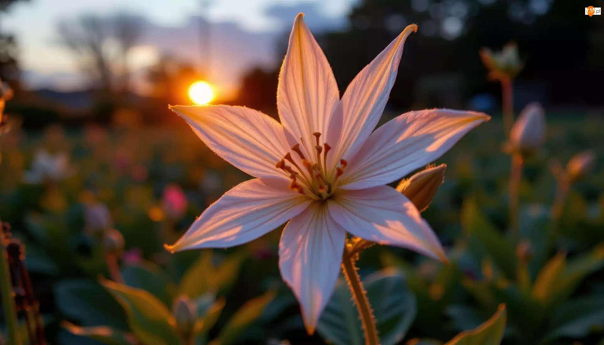 Kwiat, Rozświetlony, Biało-różowy