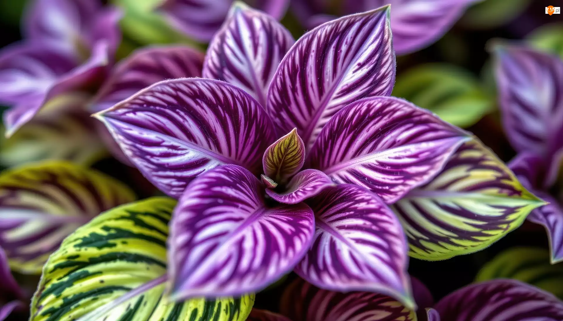 Roślina, Fioletowe, Zielone, Liście