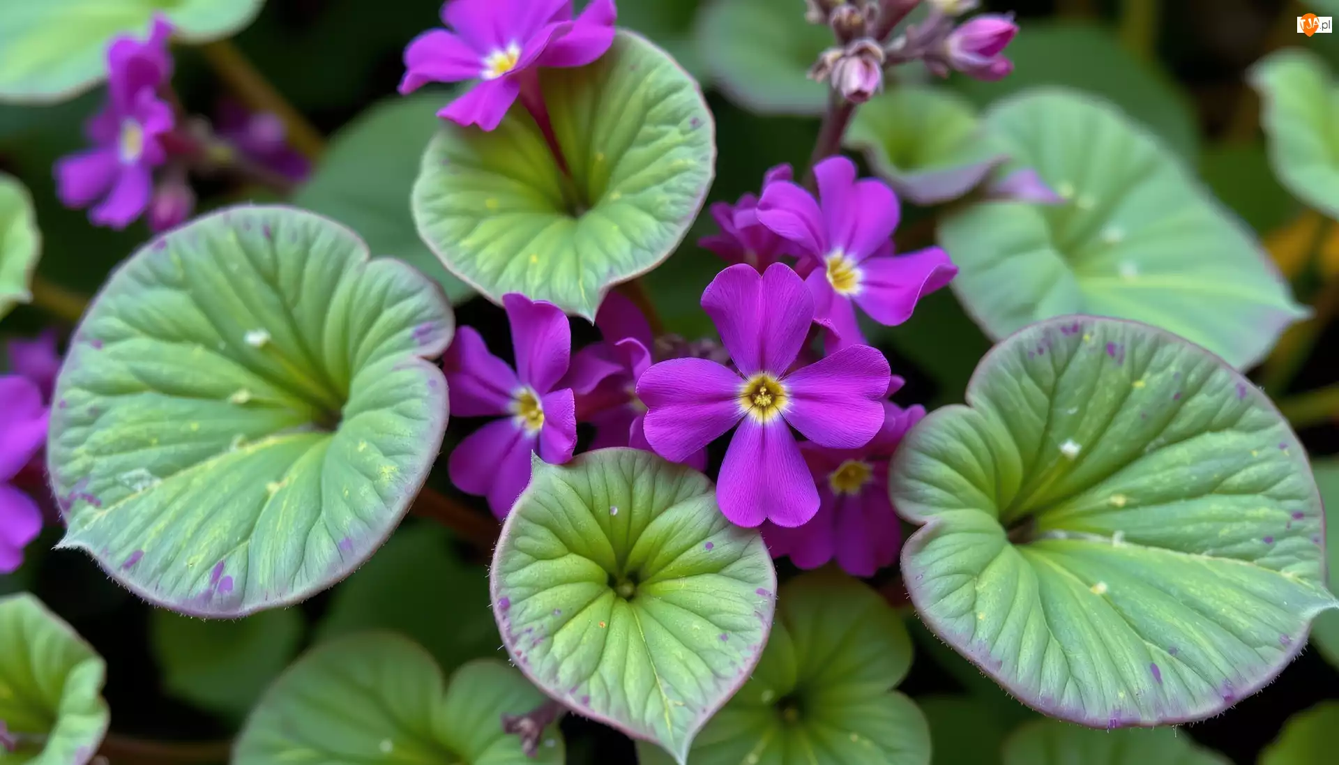 Listki, Fioletowe, Drobne, Kwiaty