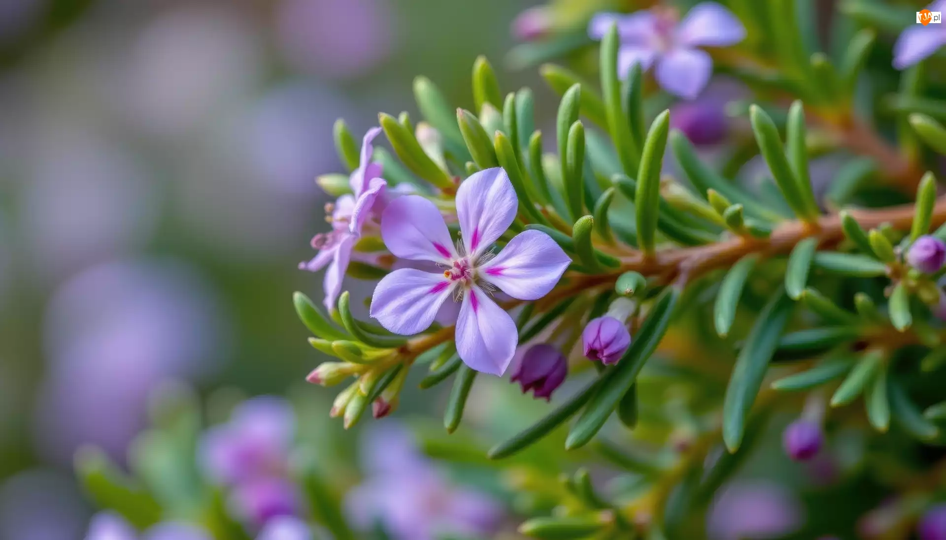 Kwiaty, Igiełki, Drobne, Różowe, Gałązka