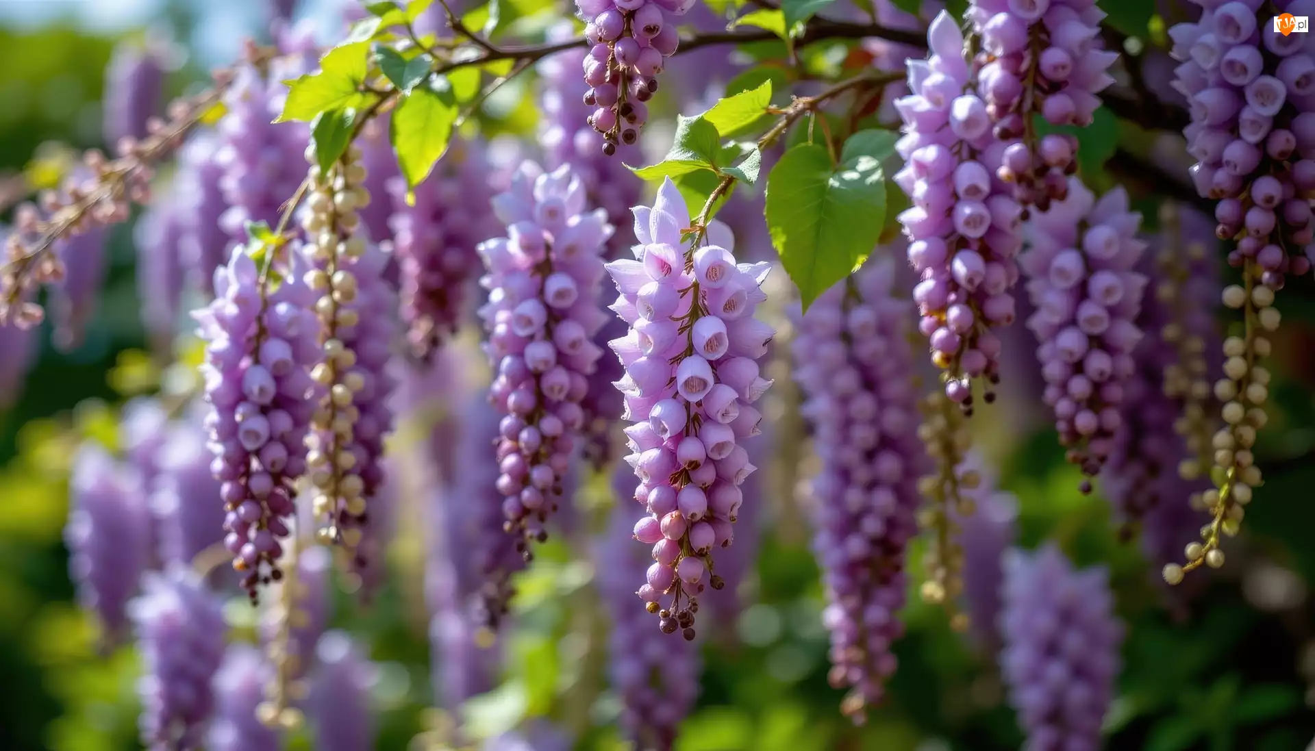 Listki, Jasnofioletowe, Kwiaty, Gałązki