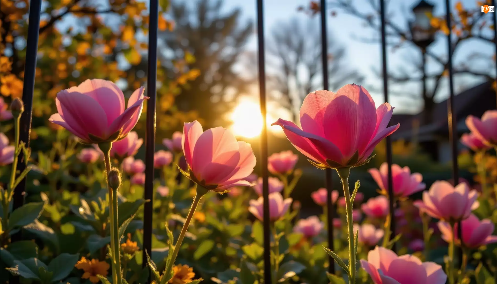 Poranek, Różowe, Kwiaty, Ogrodzenie