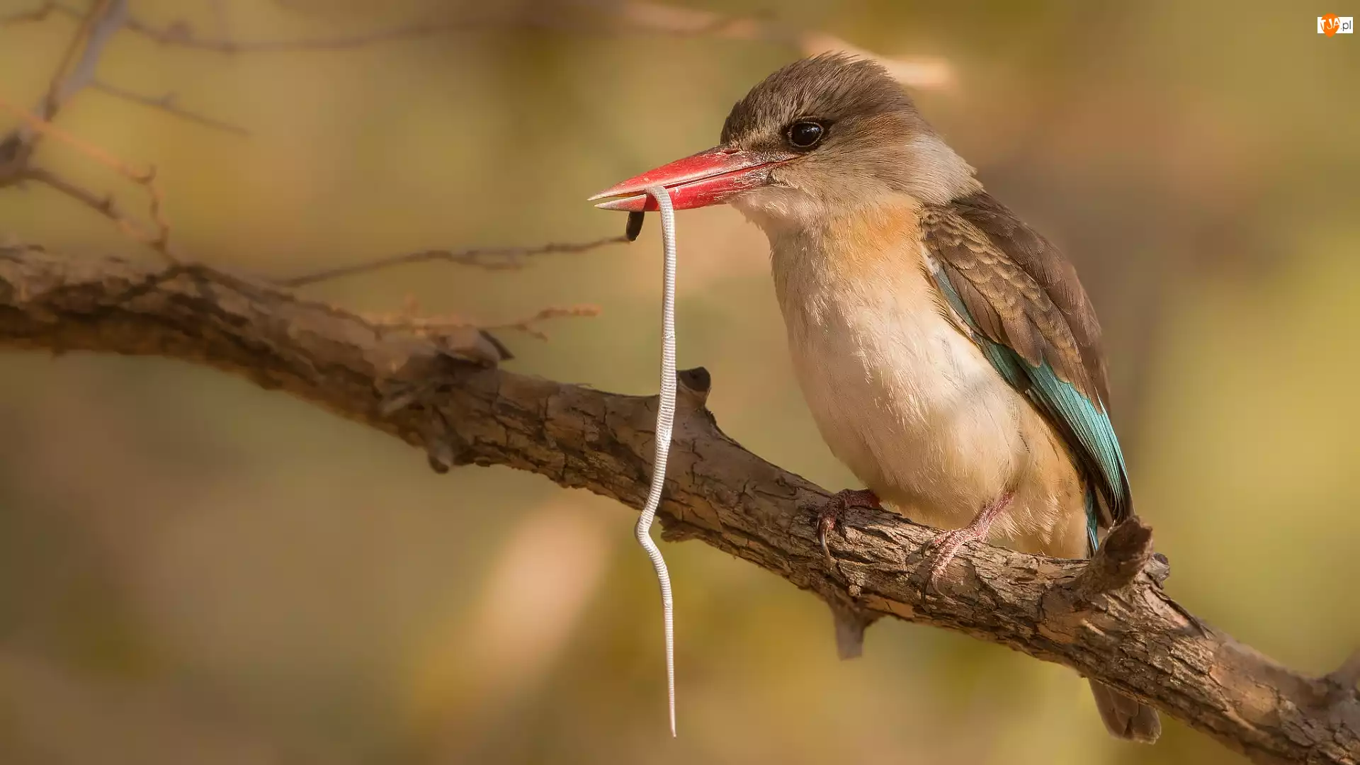 Gałąź, Wąż, Łowiec brązowogłowy, Ptak, Mały