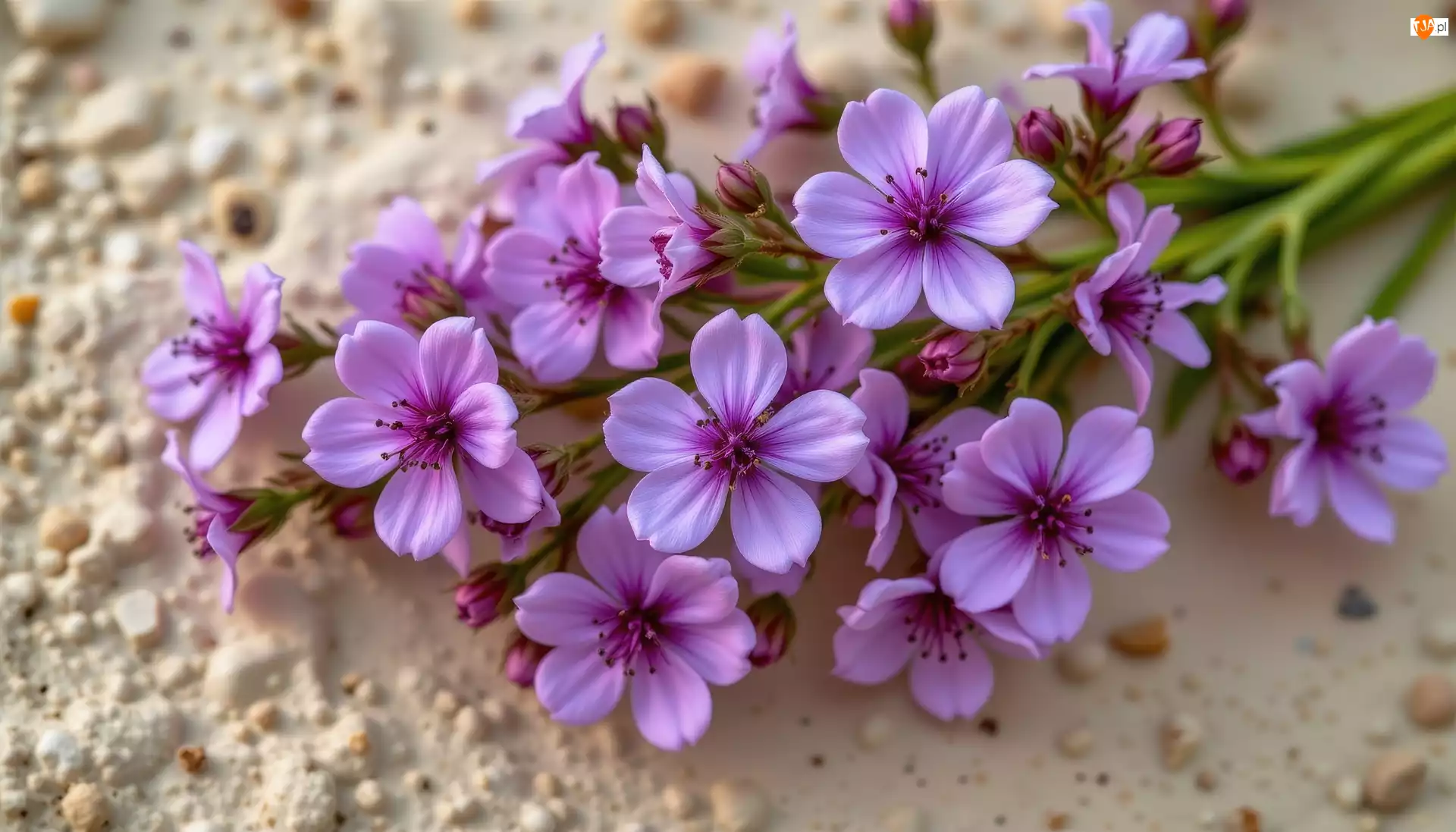 Gałązki, Fioletowe, Drobne, Kwiaty