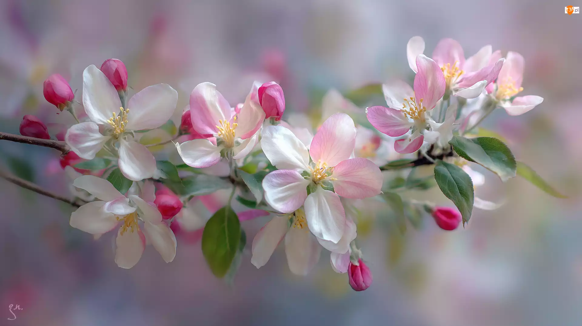 Grafika AI, Różowe, Kwiaty, Drzewo owocowe