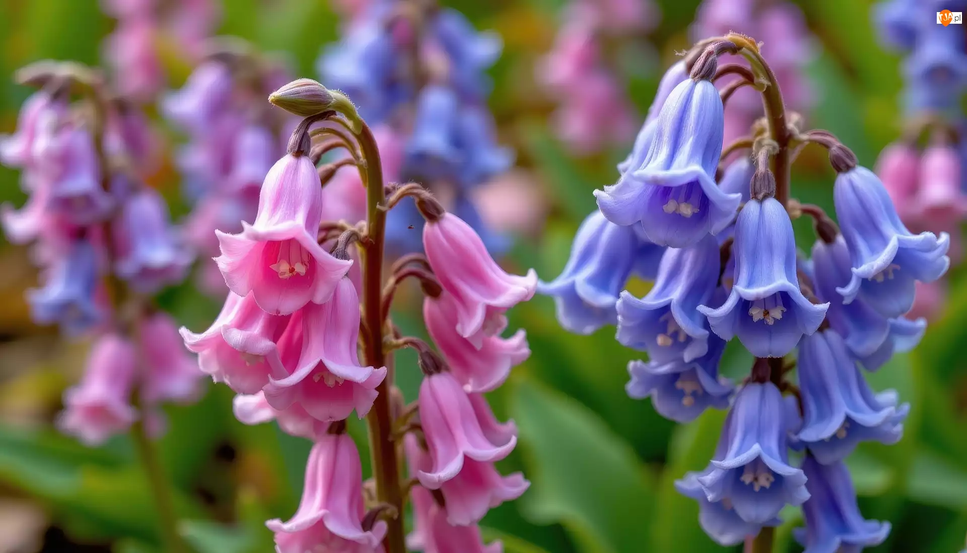 Niebieskie, Zbliżenie, Różowe, Kwiaty, Dzwonki