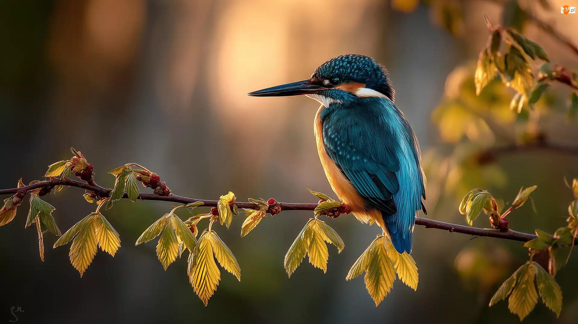 Zimorodek, Ptak, Młode, Grafika AI, Gałązka, Listki