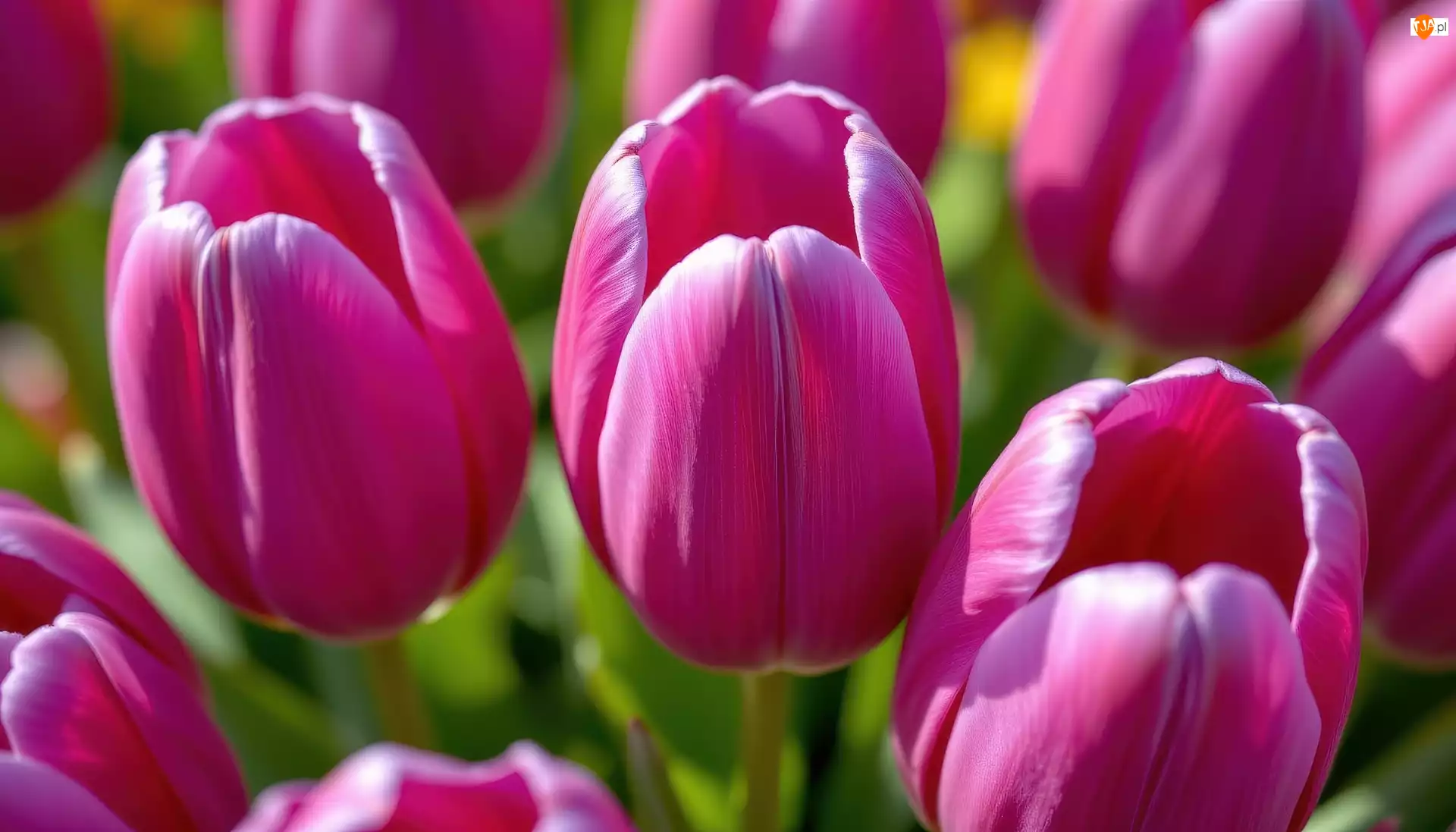 Zbliżenie, Ciemnoróżowe, Tulipany, Kwiaty