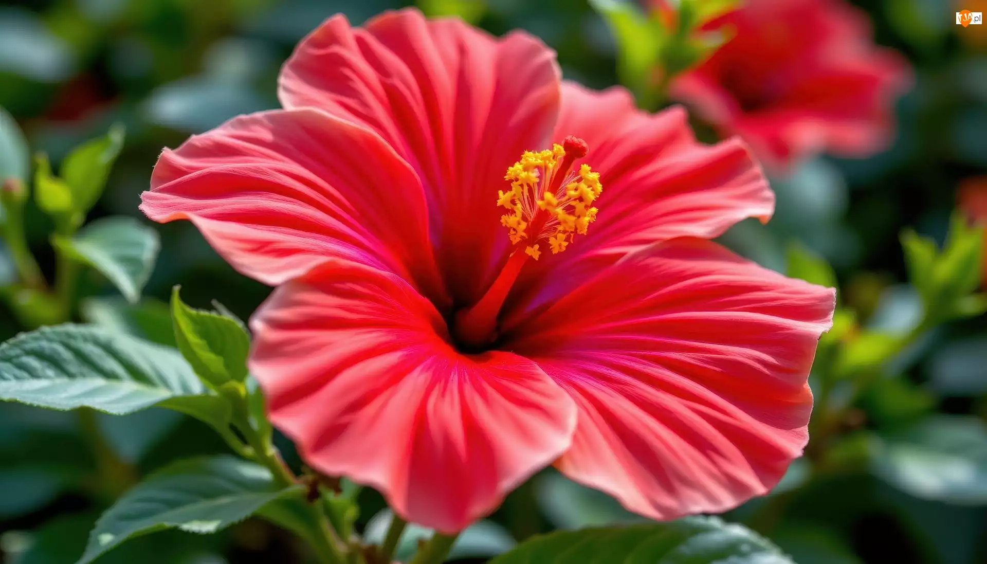 Hibiskus, Zbliżenie, Kwiat, Czerwony, Listki