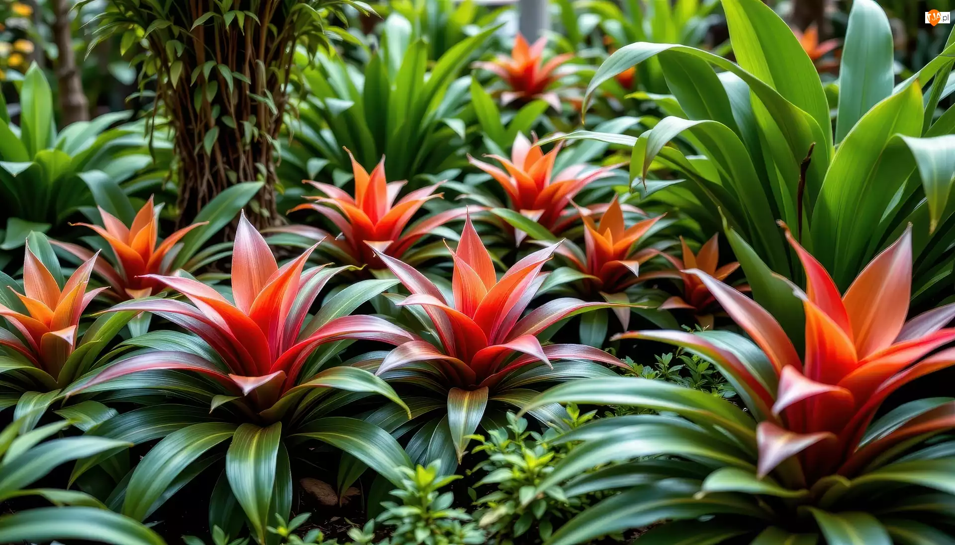 Bromelia, Rośliny, Kwiaty
