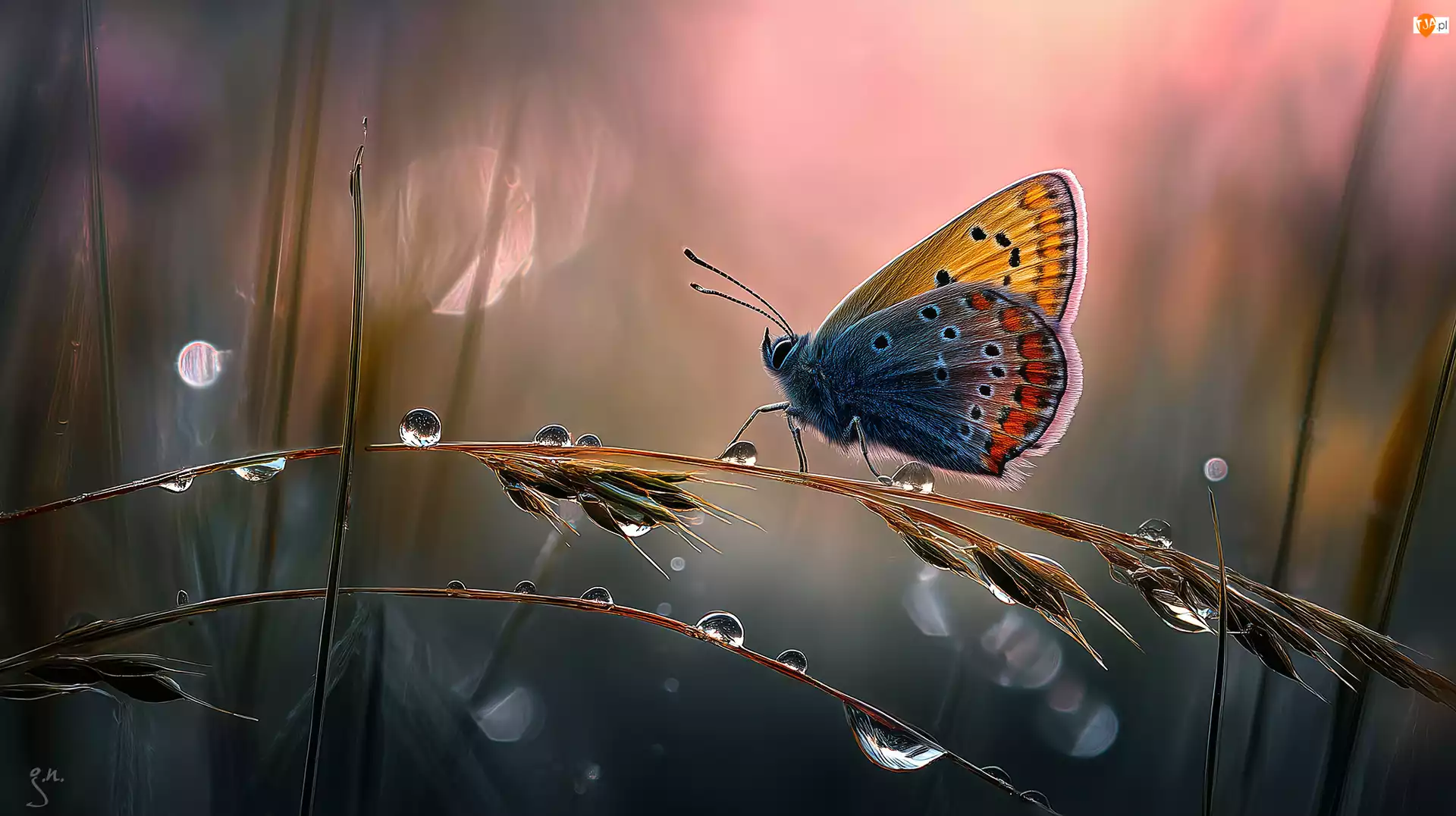 Krople, Grafika AI, Źdźbła, Motyl, Trawa