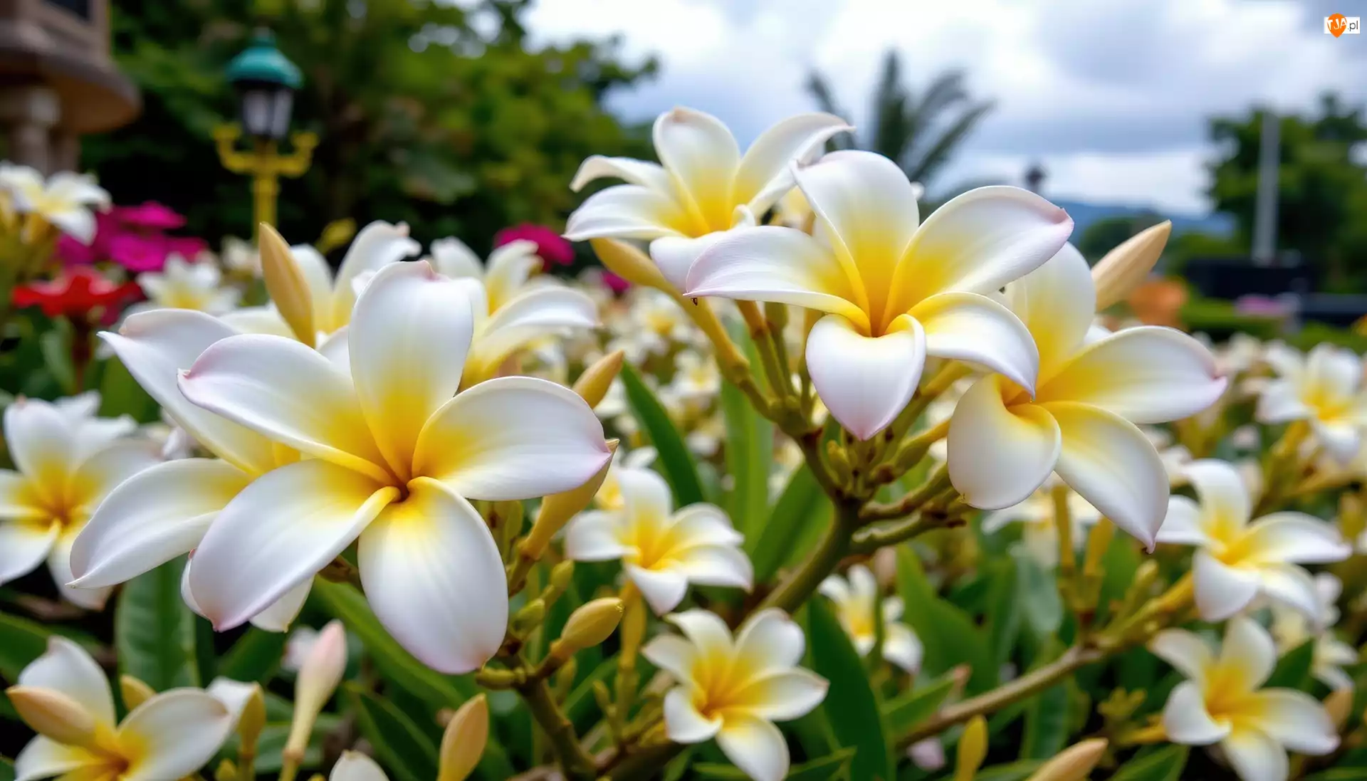 Grafika AI, Plumeria, Biało-żółte, Kwiaty