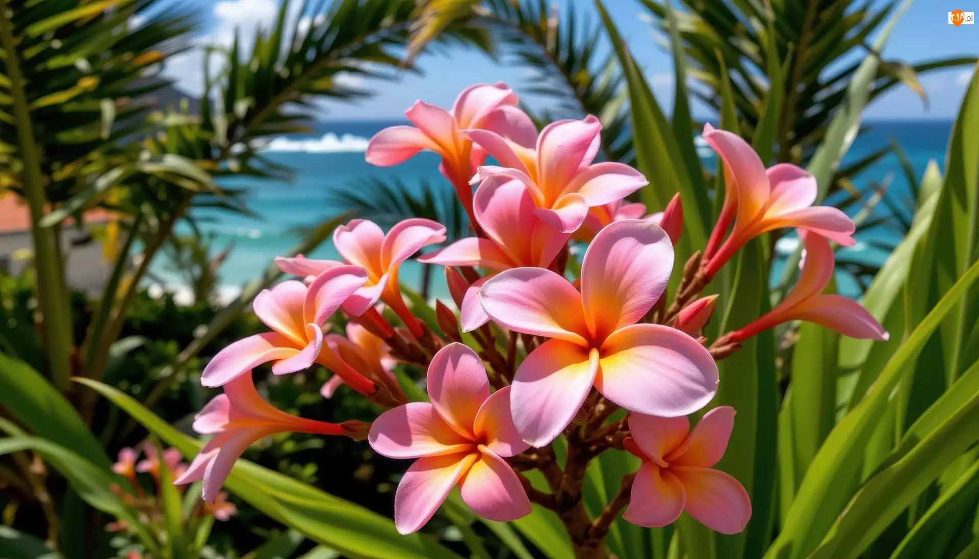 Grafika AI, Plumeria, Kwiaty