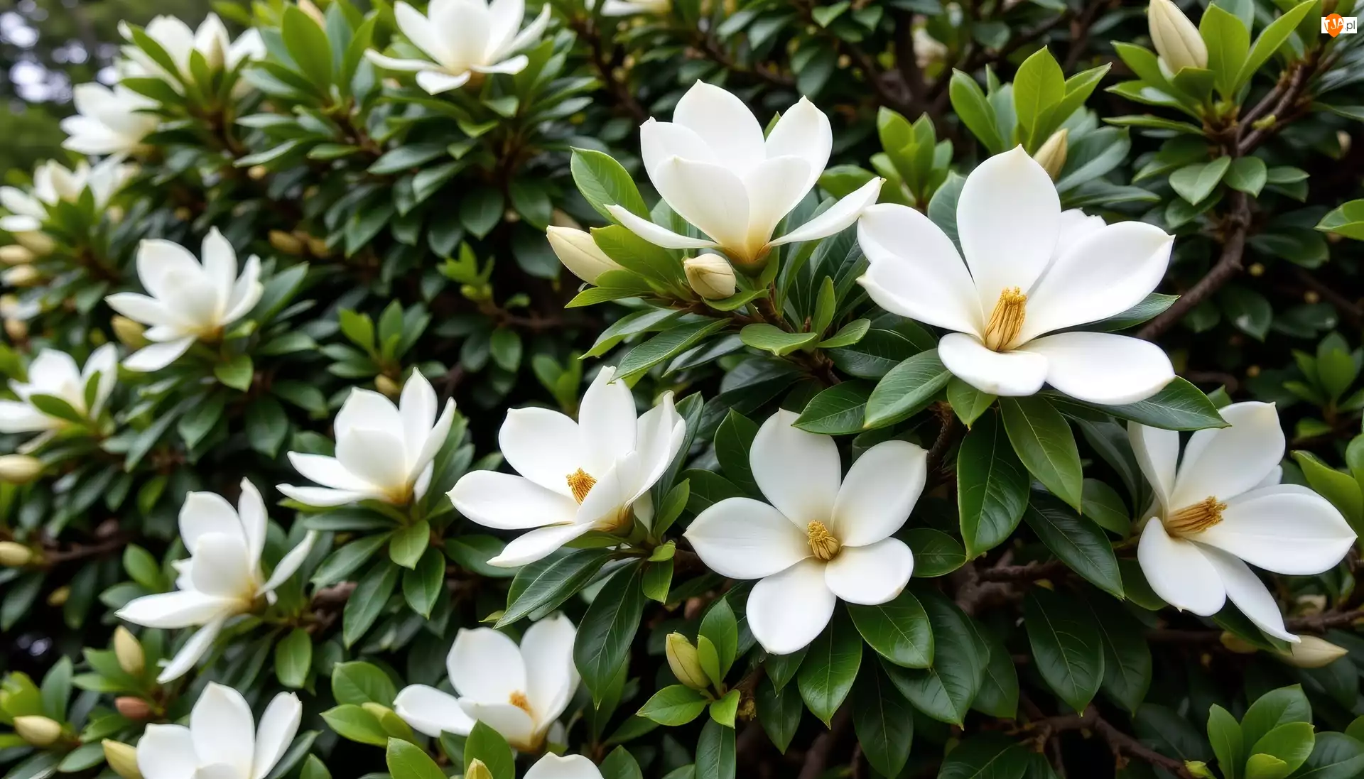 Białe, Magnolia, Gałązki, Krzew, Kwiaty, Listki