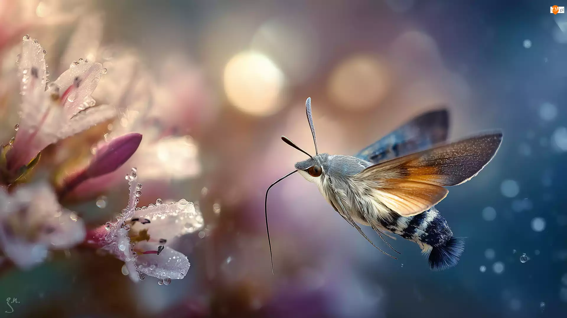 Kwiaty, Grafika AI, Fruczak gołąbek, Motyl, Rosa