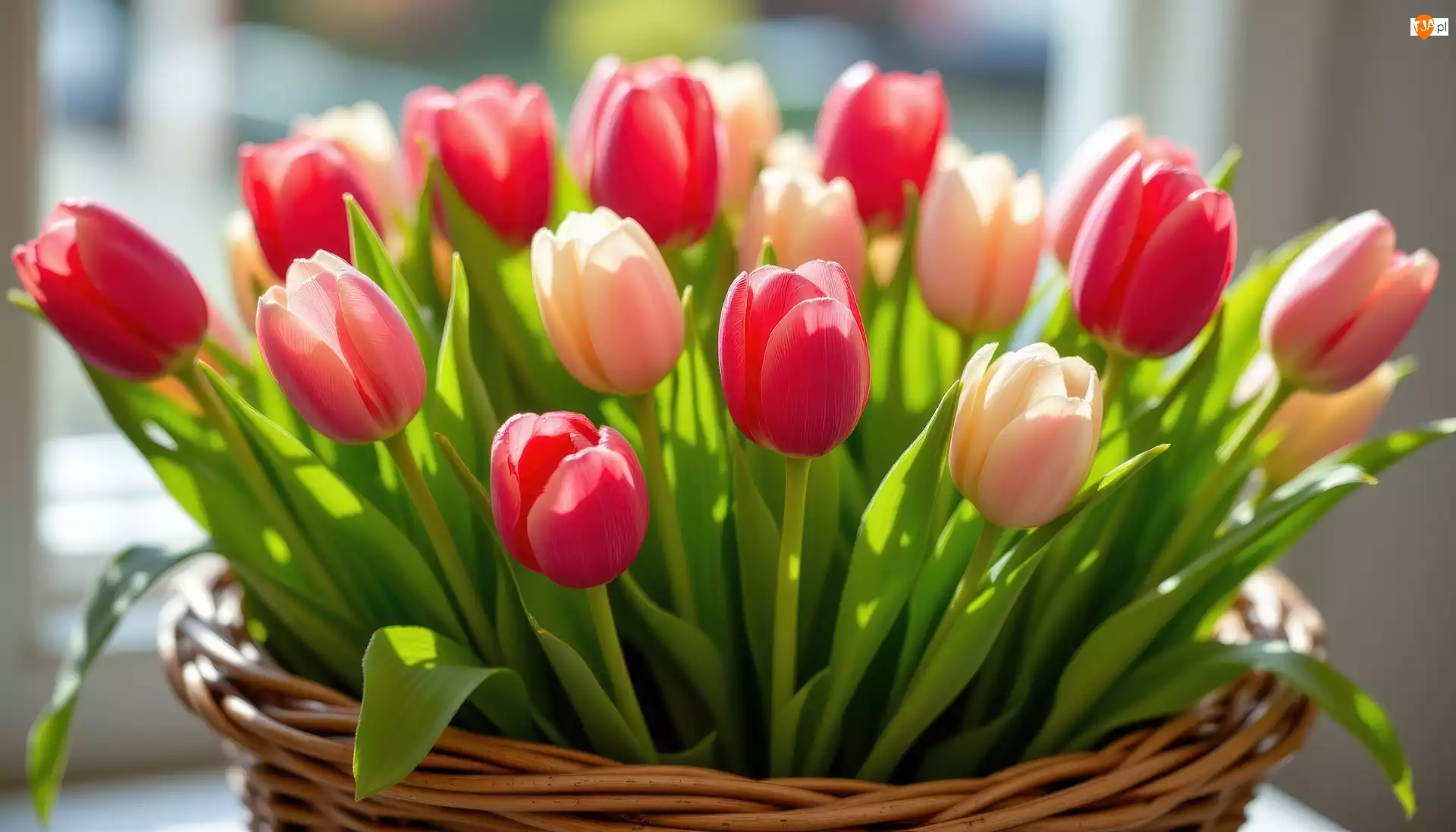 Koszyk, Kwiaty, Tulipany