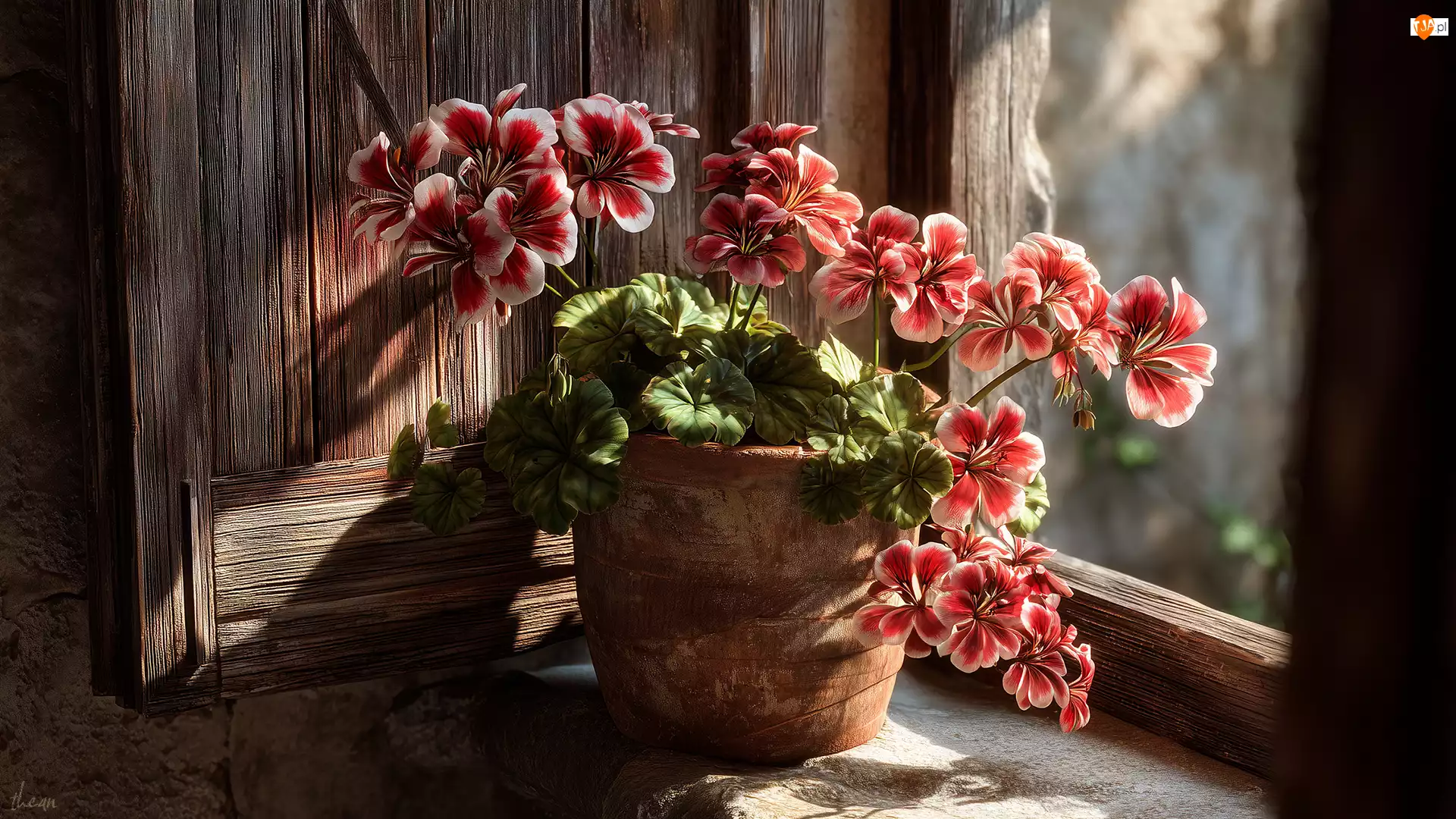 Czerwone, Kwiaty, Grafika AI, Pelargonie, Donica, Okno, Okiennica
