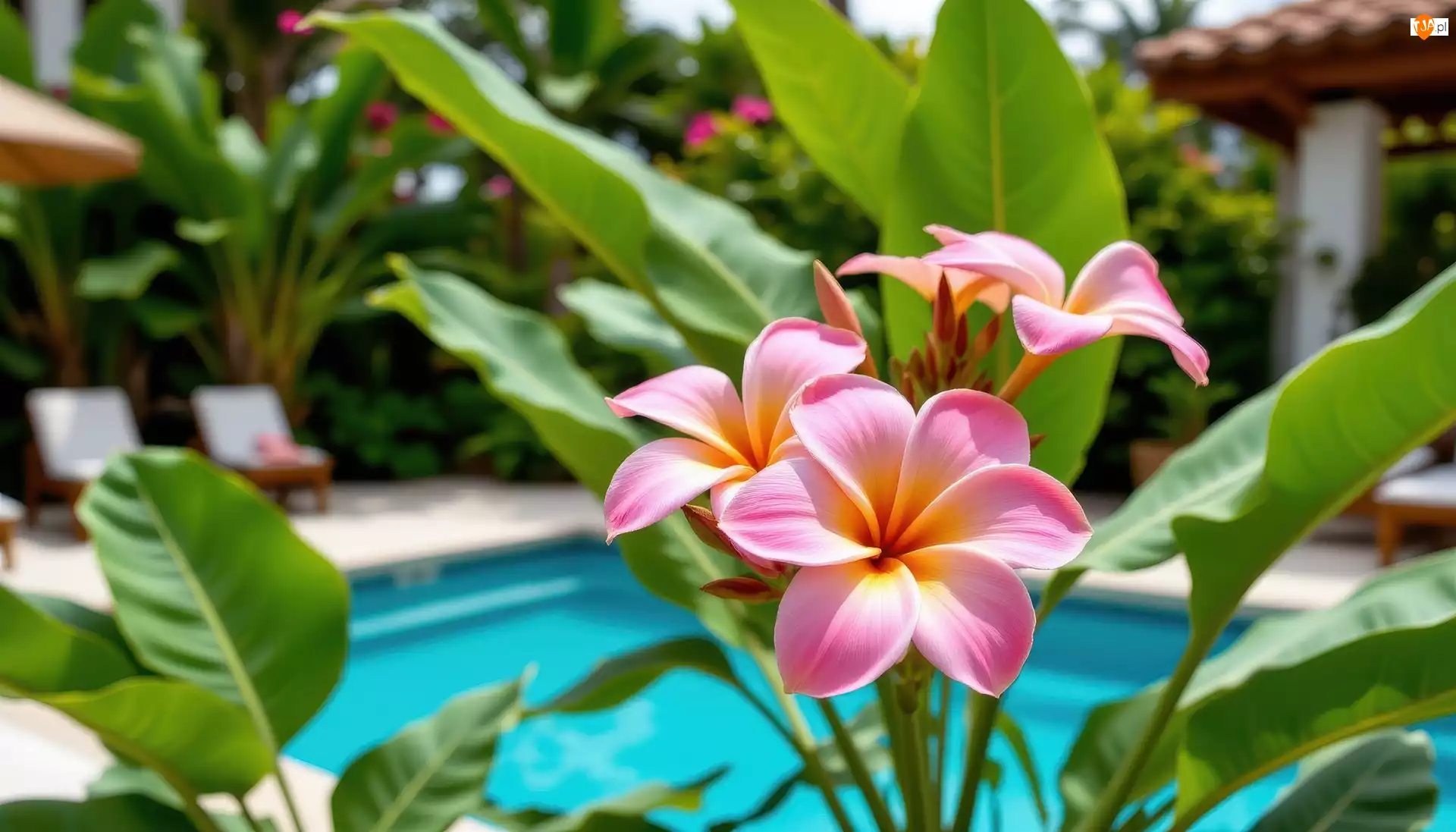 Grafika AI, Różowa, Plumeria, Kwiaty