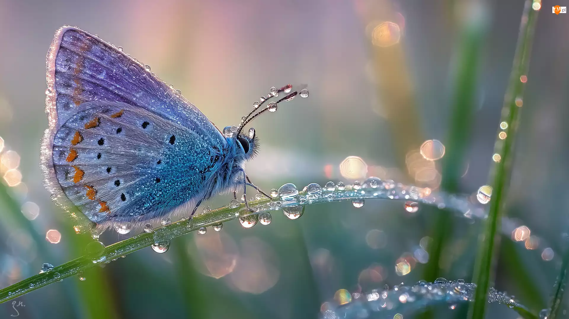 Modraszek, Trawa, Grafika AI, Motyl, Rosa, Krople, Źdźbło