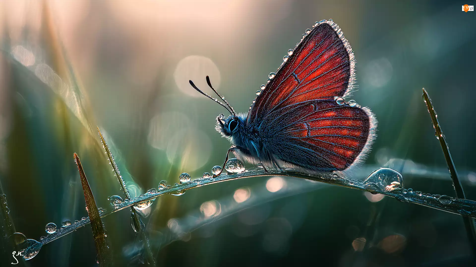 Owad, Źdźbło, Grafika AI, Motyl, Rosa, Krople, Trawa