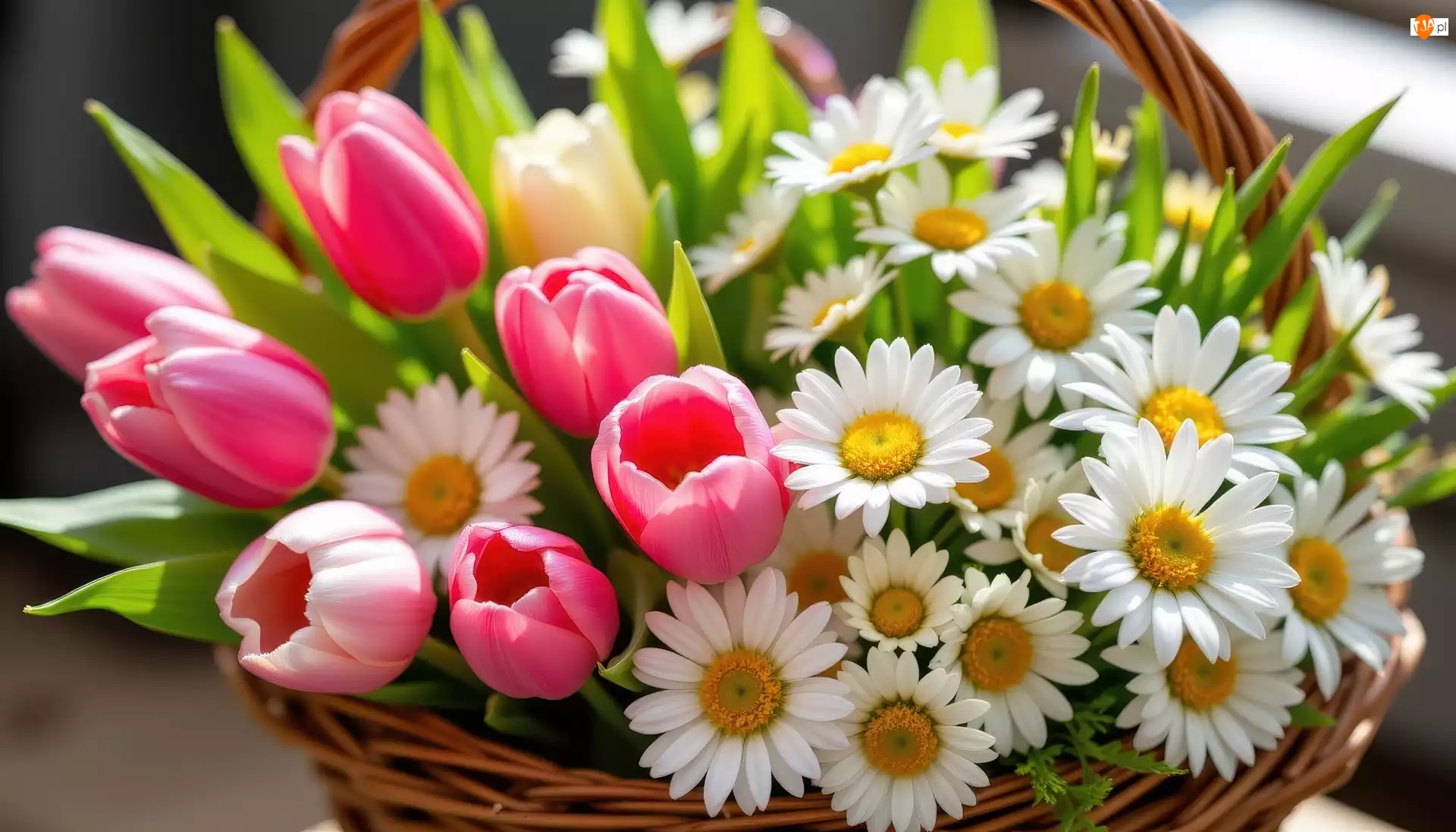 Margerytki, Koszyk, Tulipany, Kwiaty, Wiklinowy