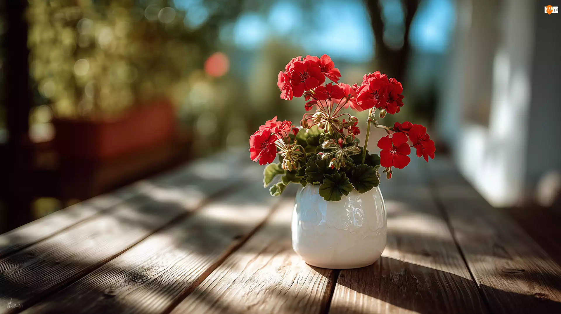 Pelargonia, Czerwona, Donica, Grafika AI, Biała, Deski