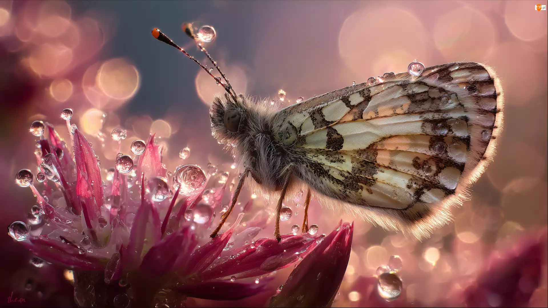 Kwiat, Grafika AI, Owad, Motyl, Krople