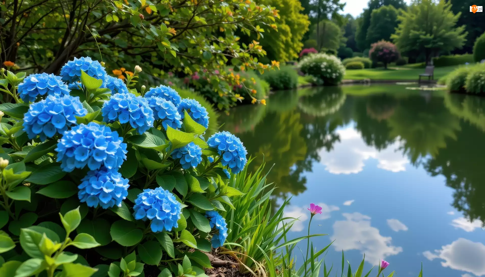 Kwiaty, Staw, Hortensje, Park, Niebieskie, Zieleń