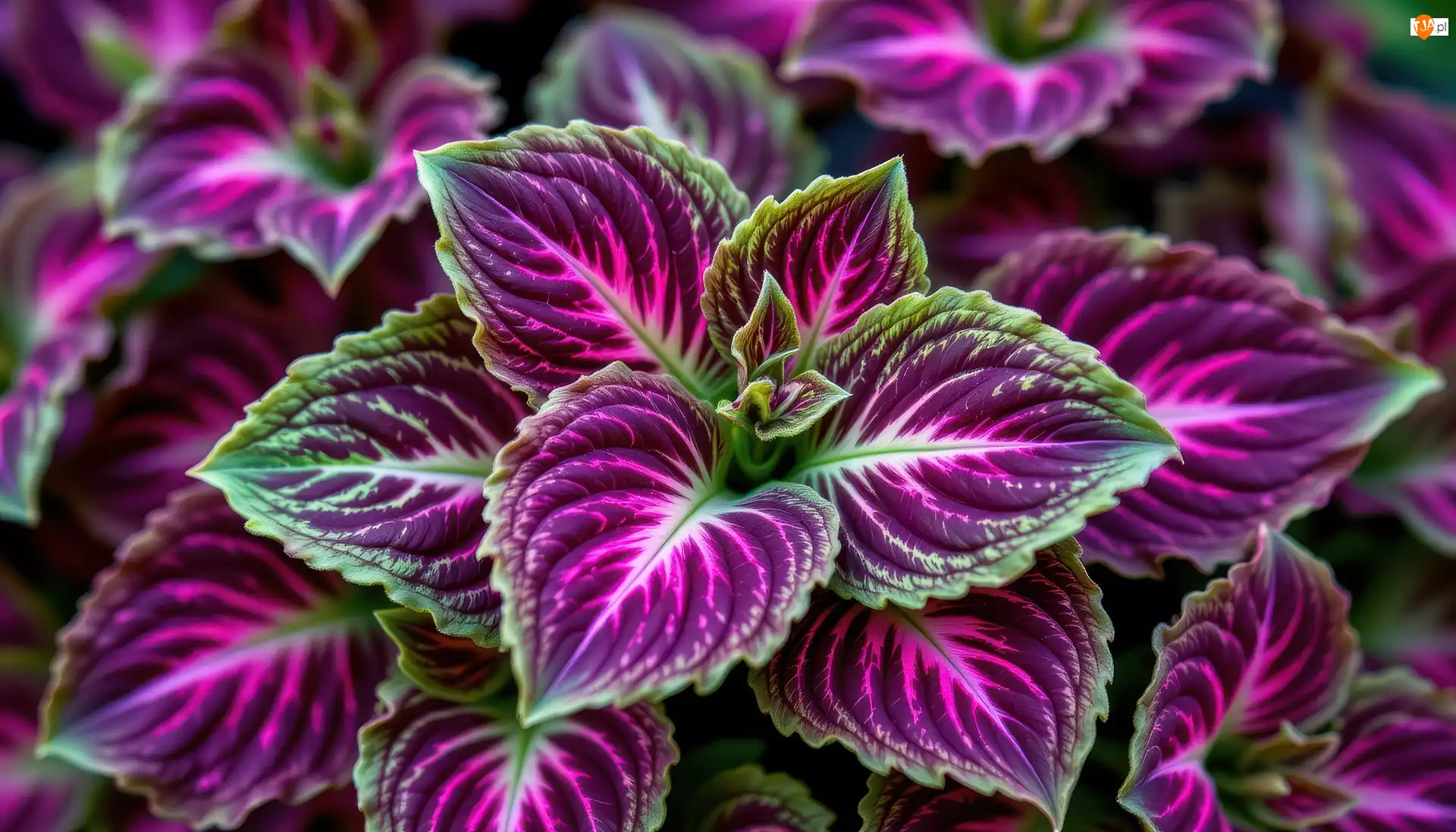 Grafika AI, Koleus, Purpurowe, Liście