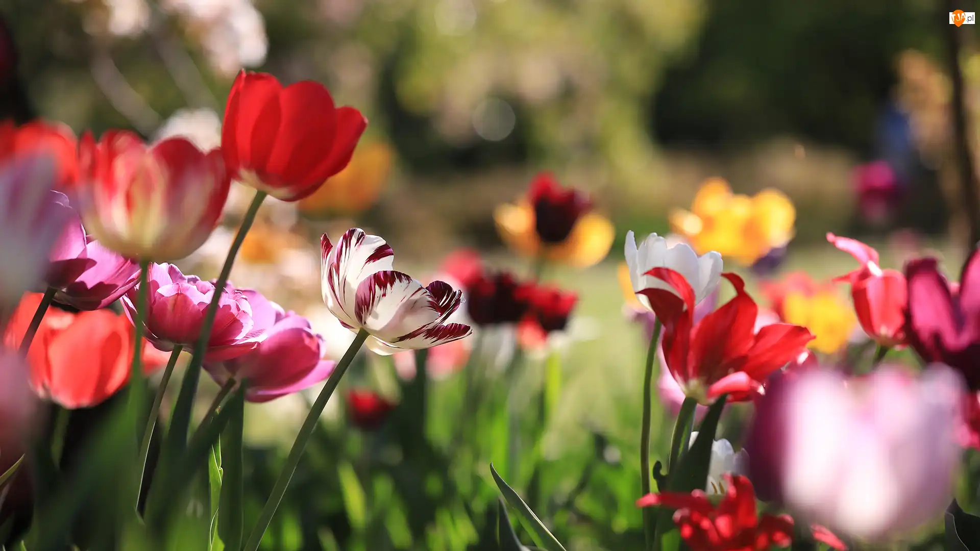 Kwiaty, Różnokolorowe, Tulipany
