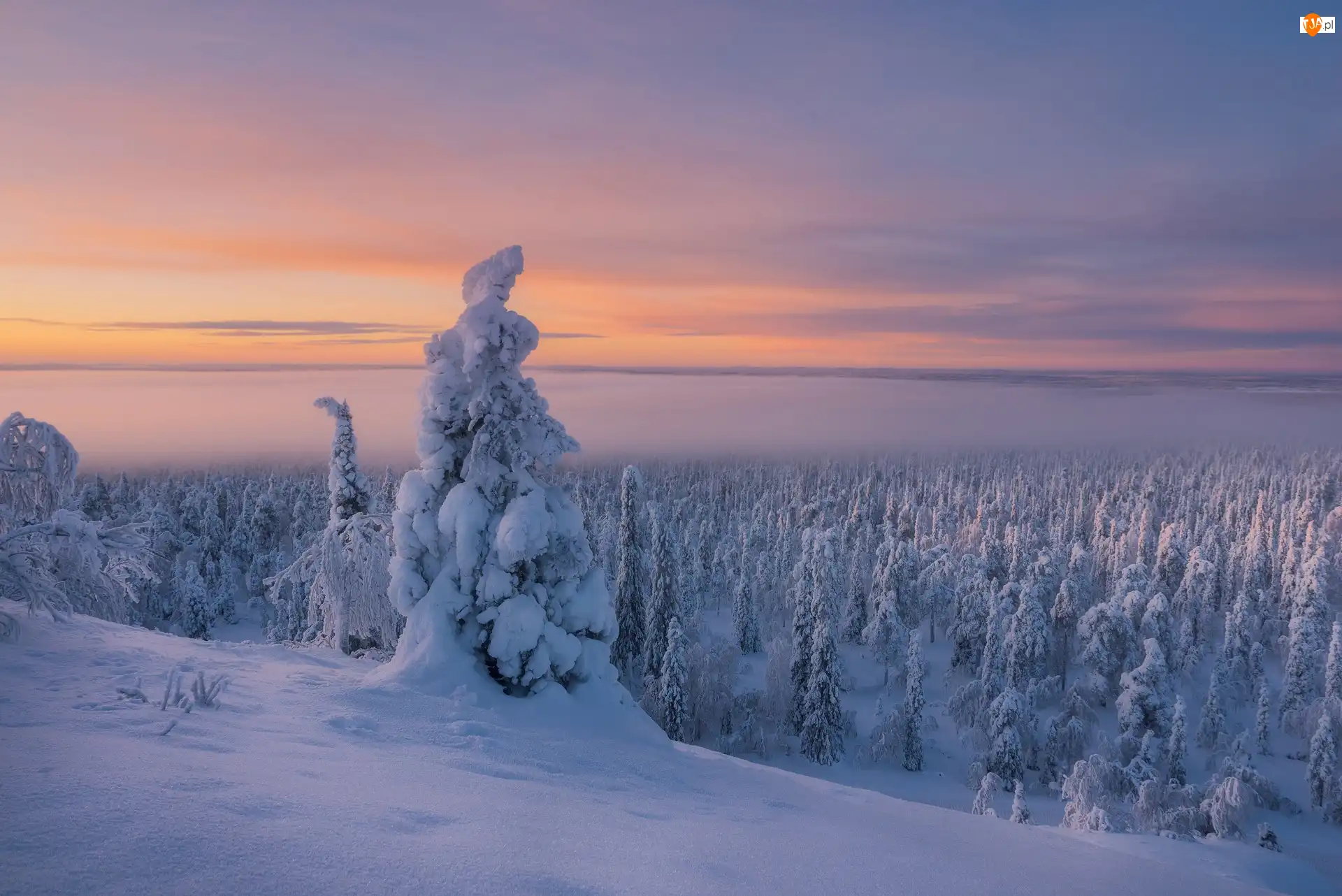 Finlandia, Zima, Ośnieżone, Mgła, Laponia, Drzewa