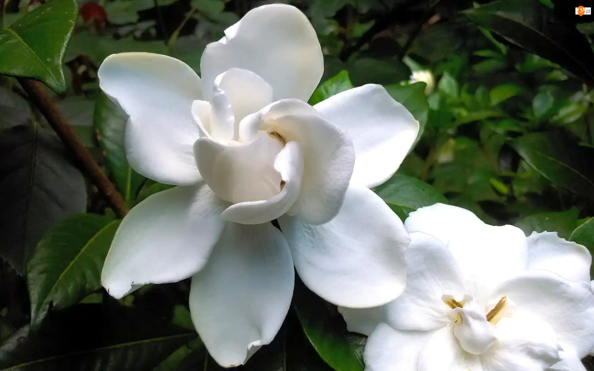 Gardenia, Biały, Kwiat
