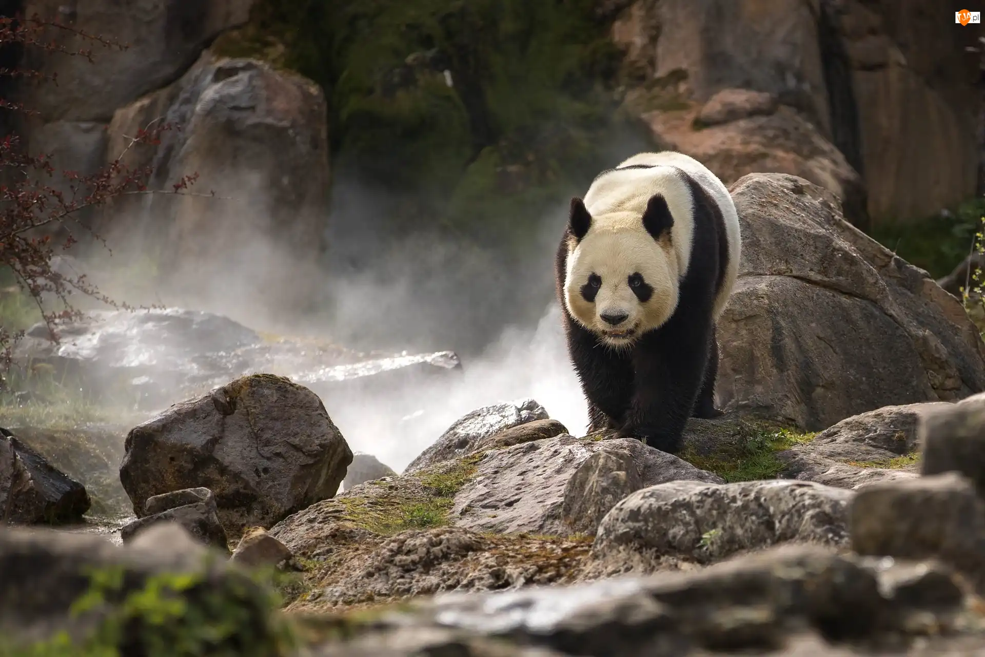 Mgła, Panda wielka, Skały, Kamienie