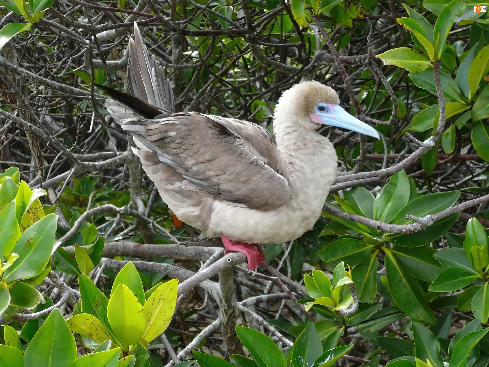 Liście, Ptak, Red Stąpający Booby, Gałązki