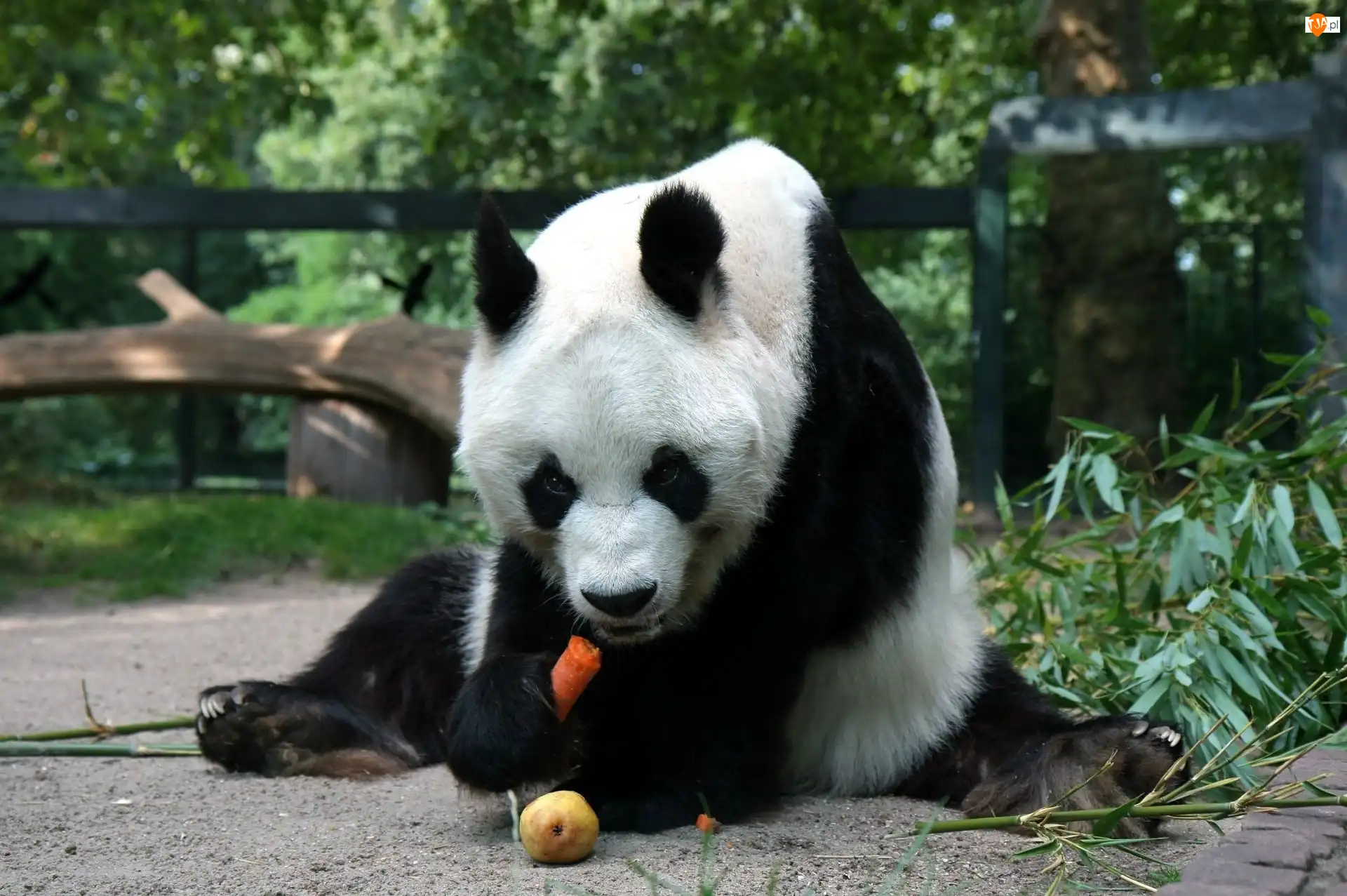 Marchewka, Głodny, Miś, Panda