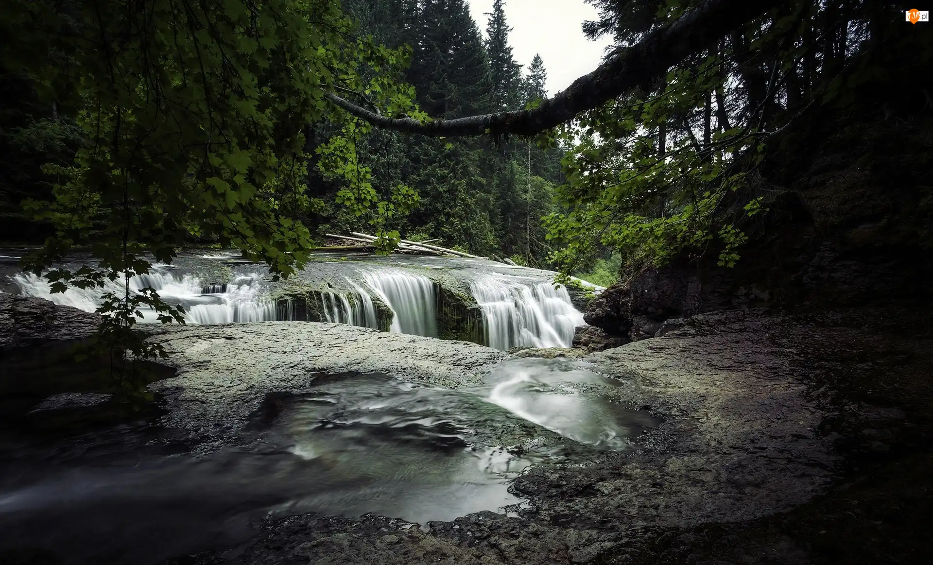 Miejscowość Cougar, Las, Wodospadu, Stan Waszyngton, Rzeka Lewis River, Skały, Stany Zjednoczone, Początek