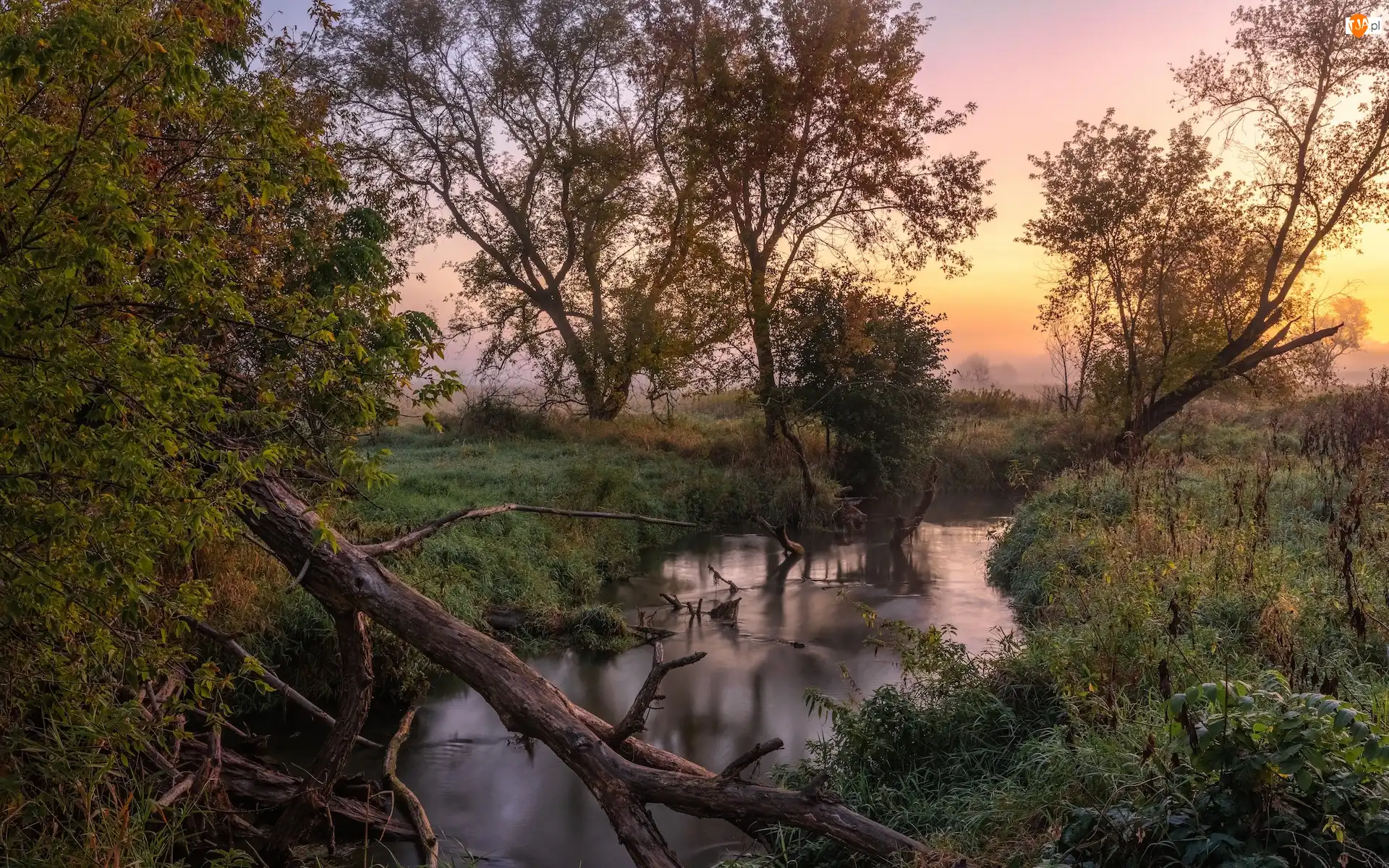Konary, Rzeka, Wschód słońca, Drzewa