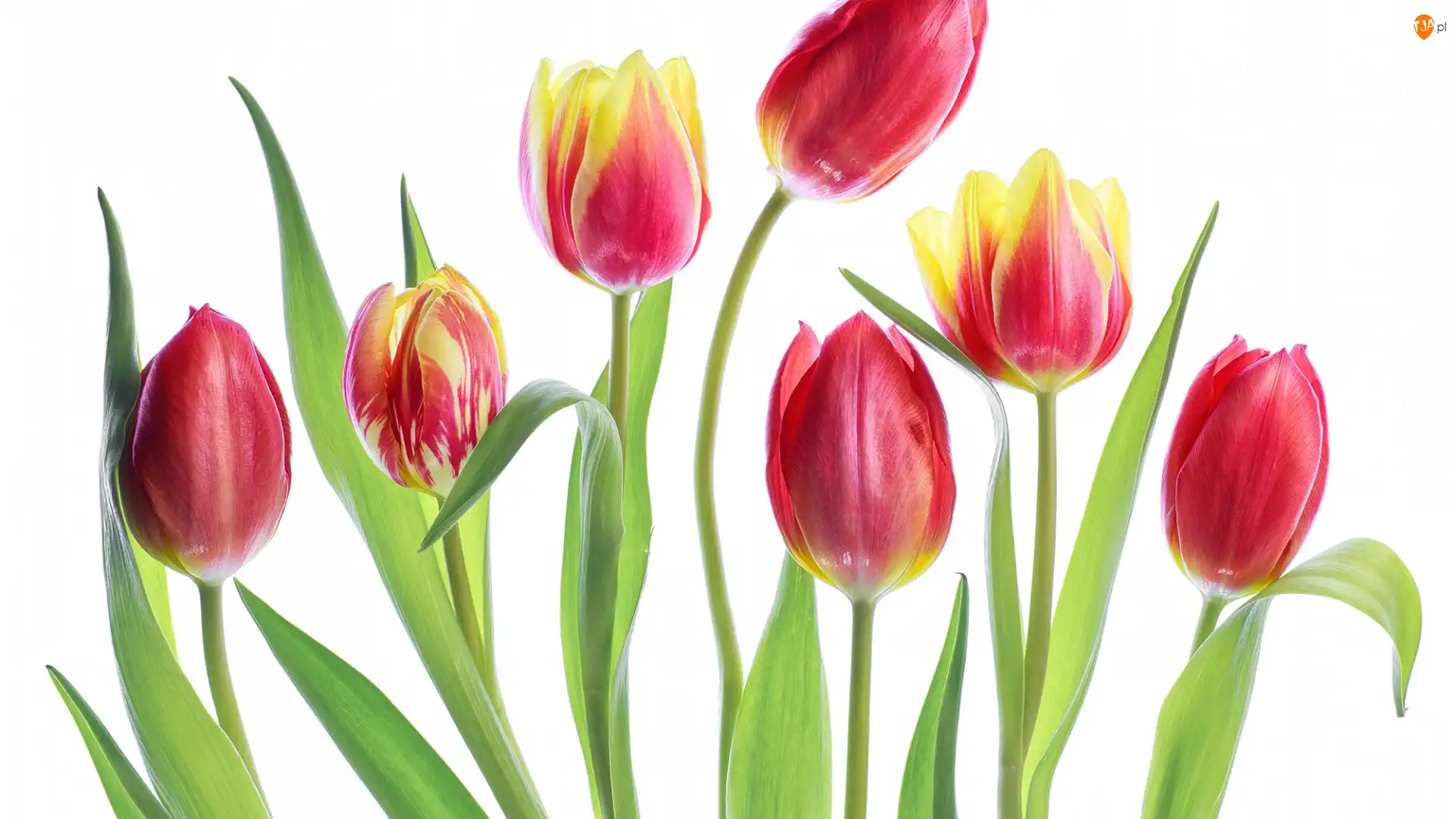 Białe tło, Kwiaty, Tulipany