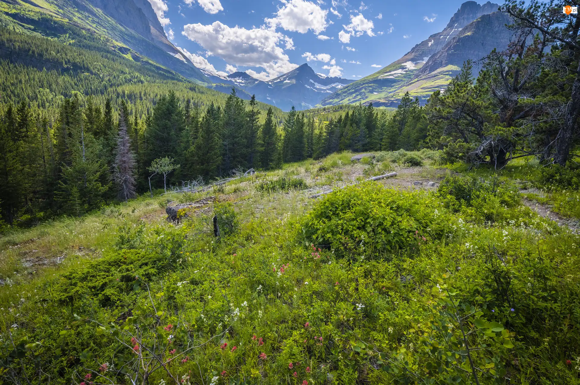 Drzewa, Kwiaty, Stany Zjednoczone, Góry, Montana, Park Narodowy Glacier, Rośliny