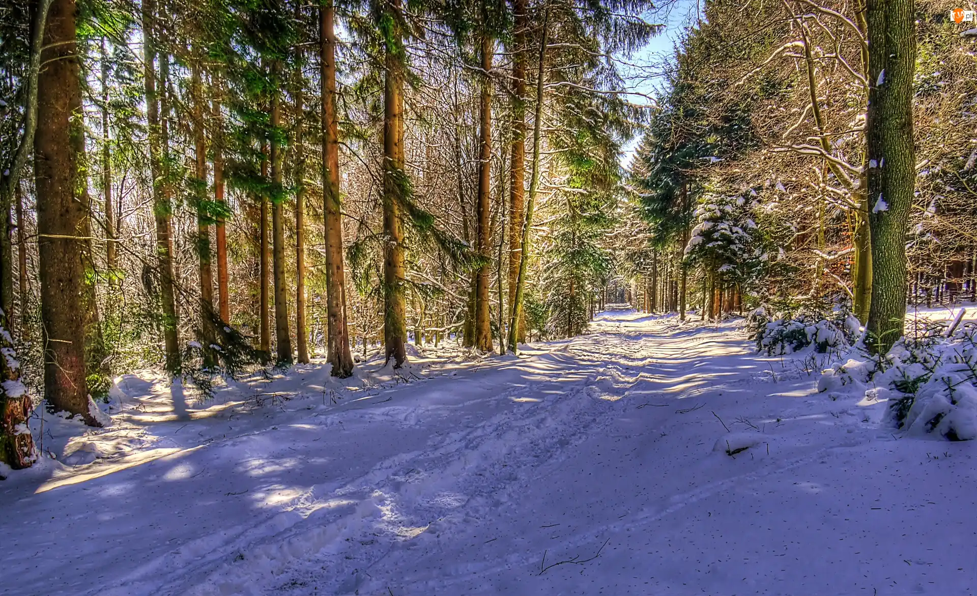 Zima, Światło, Droga, Las, Przebijające