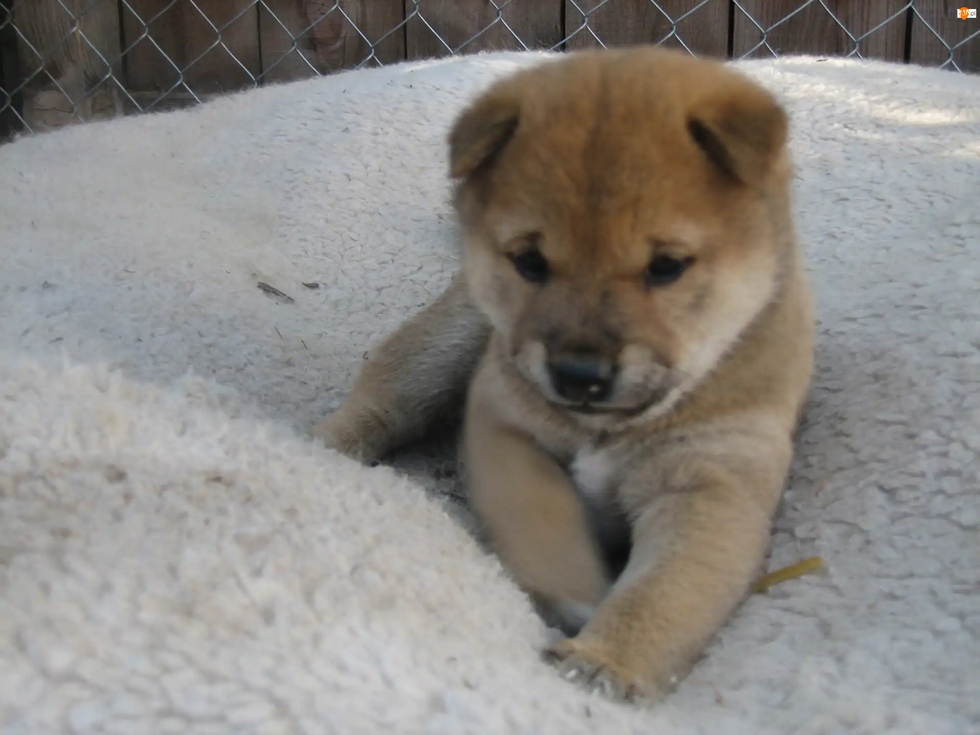 płot, słodki, szczeniak, Shiba inu