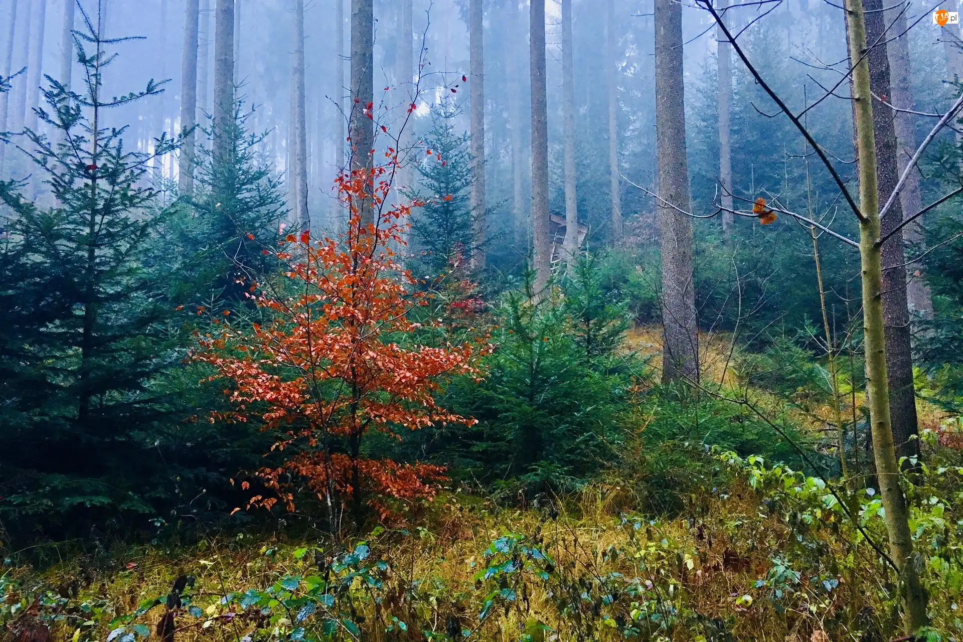 Mgła, Liście, Drzewa, Las, Brązowe