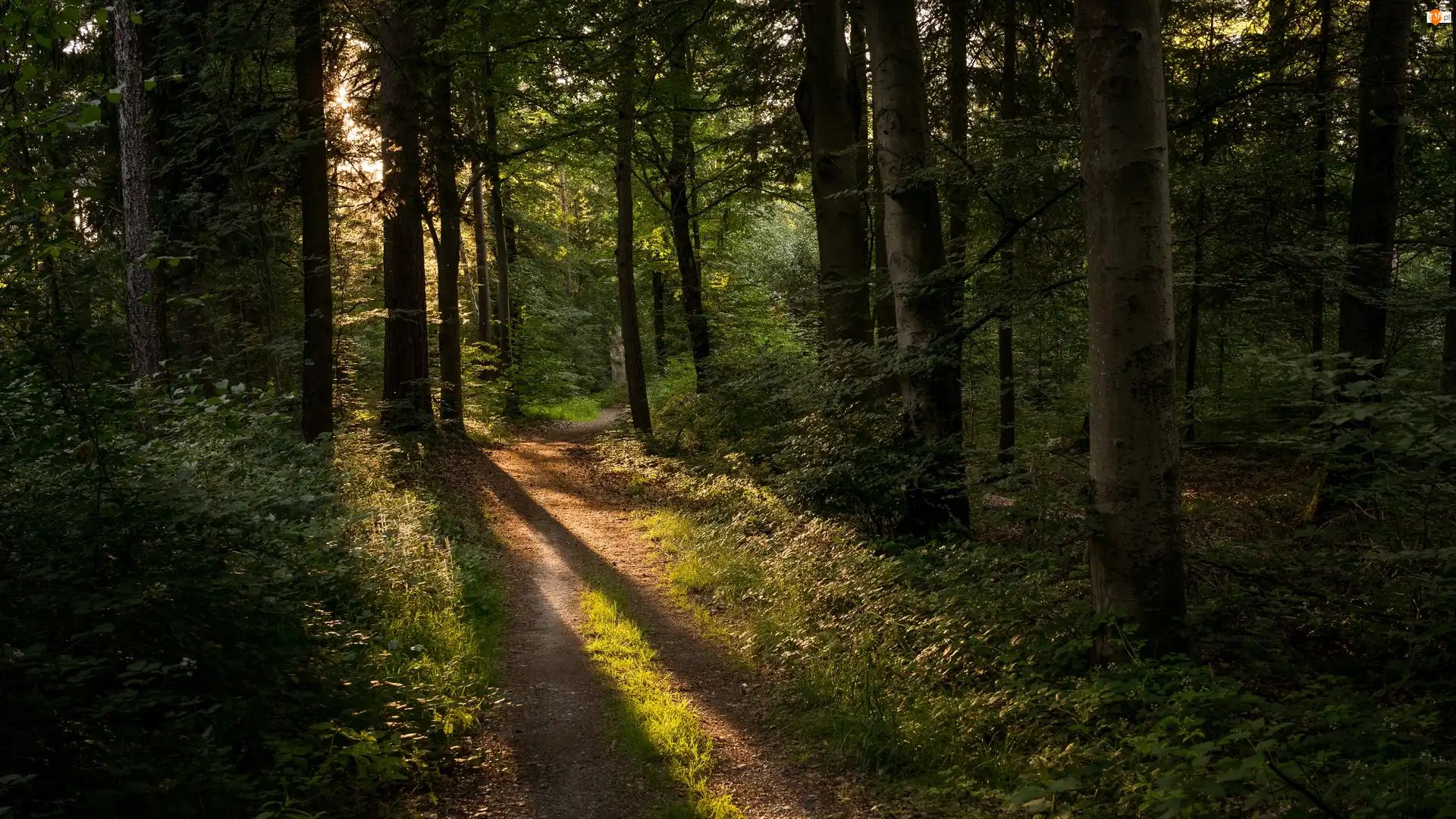 Ścieżka, Dróżka, Drzewa, Las, Rozświetlona